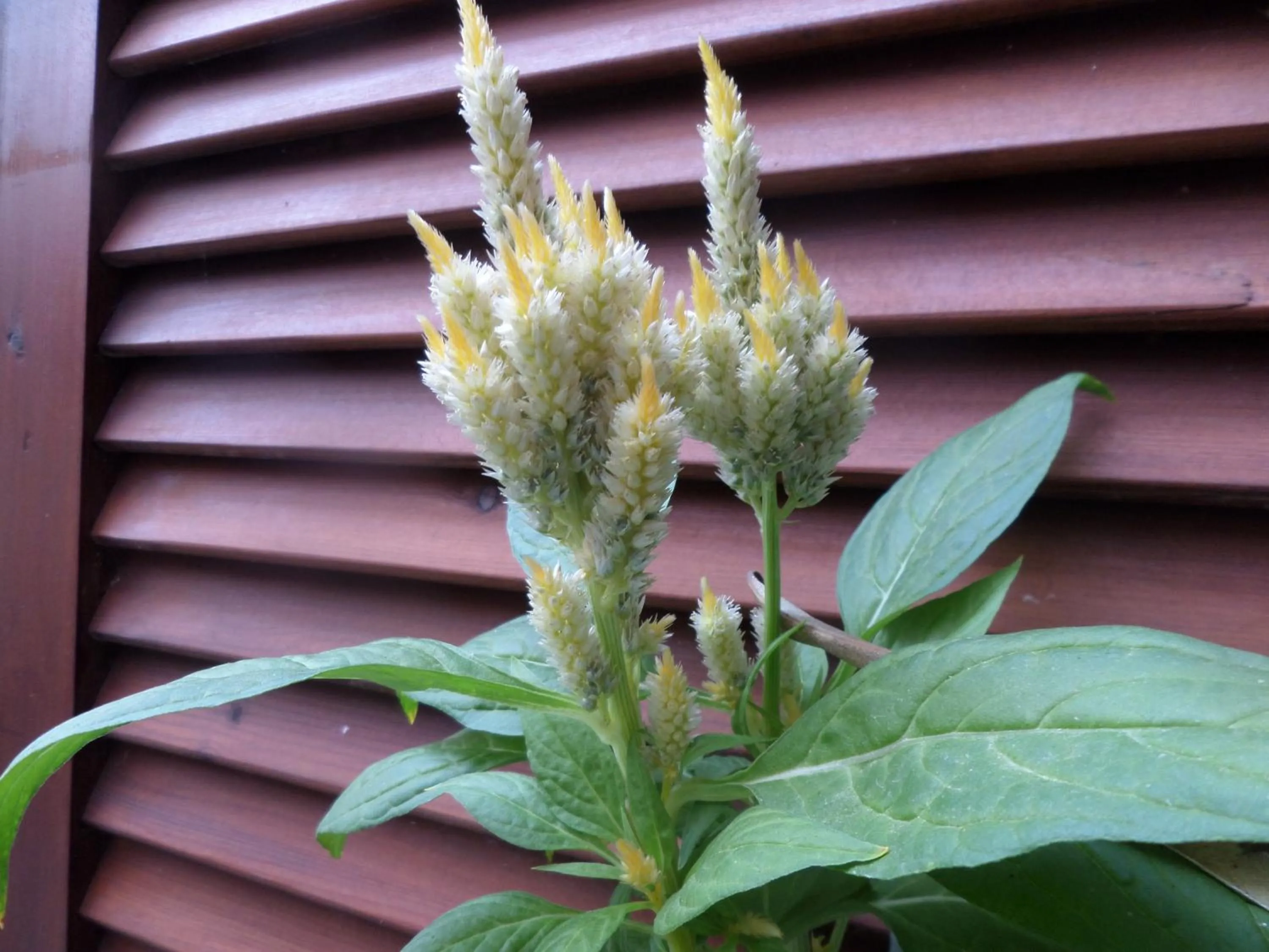 Garden in Artemis Studios & Apartments
