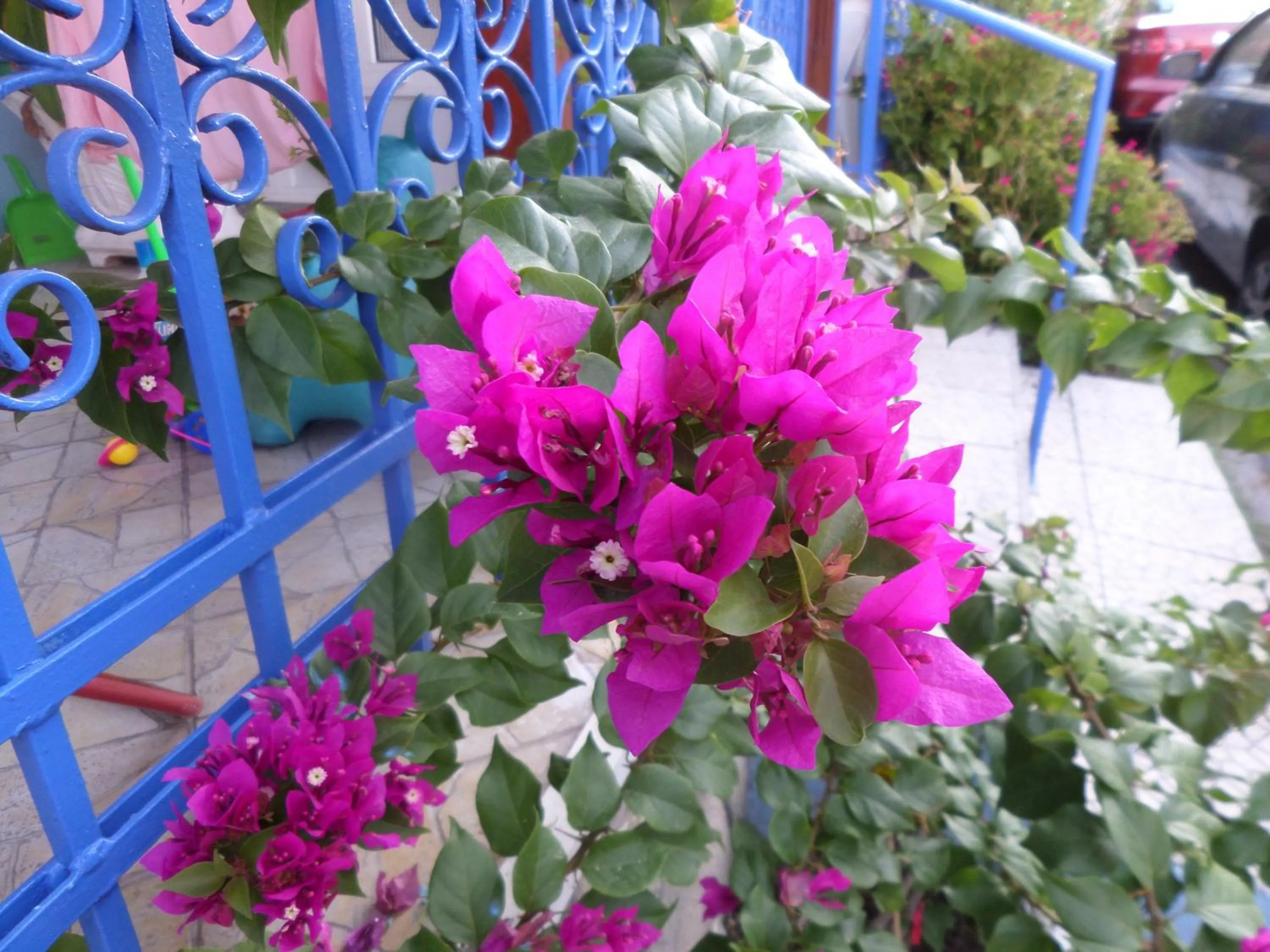 Garden in Artemis Studios & Apartments