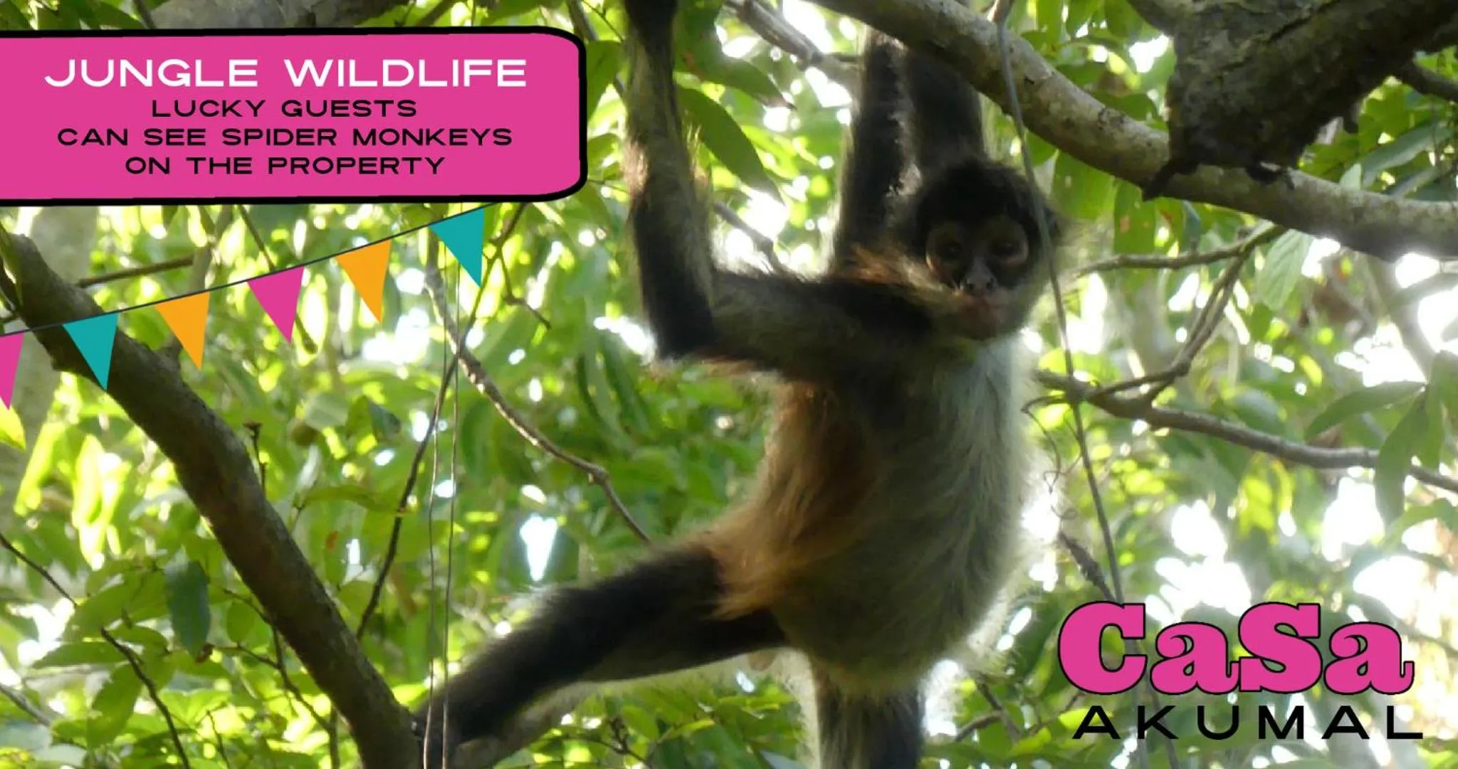 Animals in CaSa AKUMAL