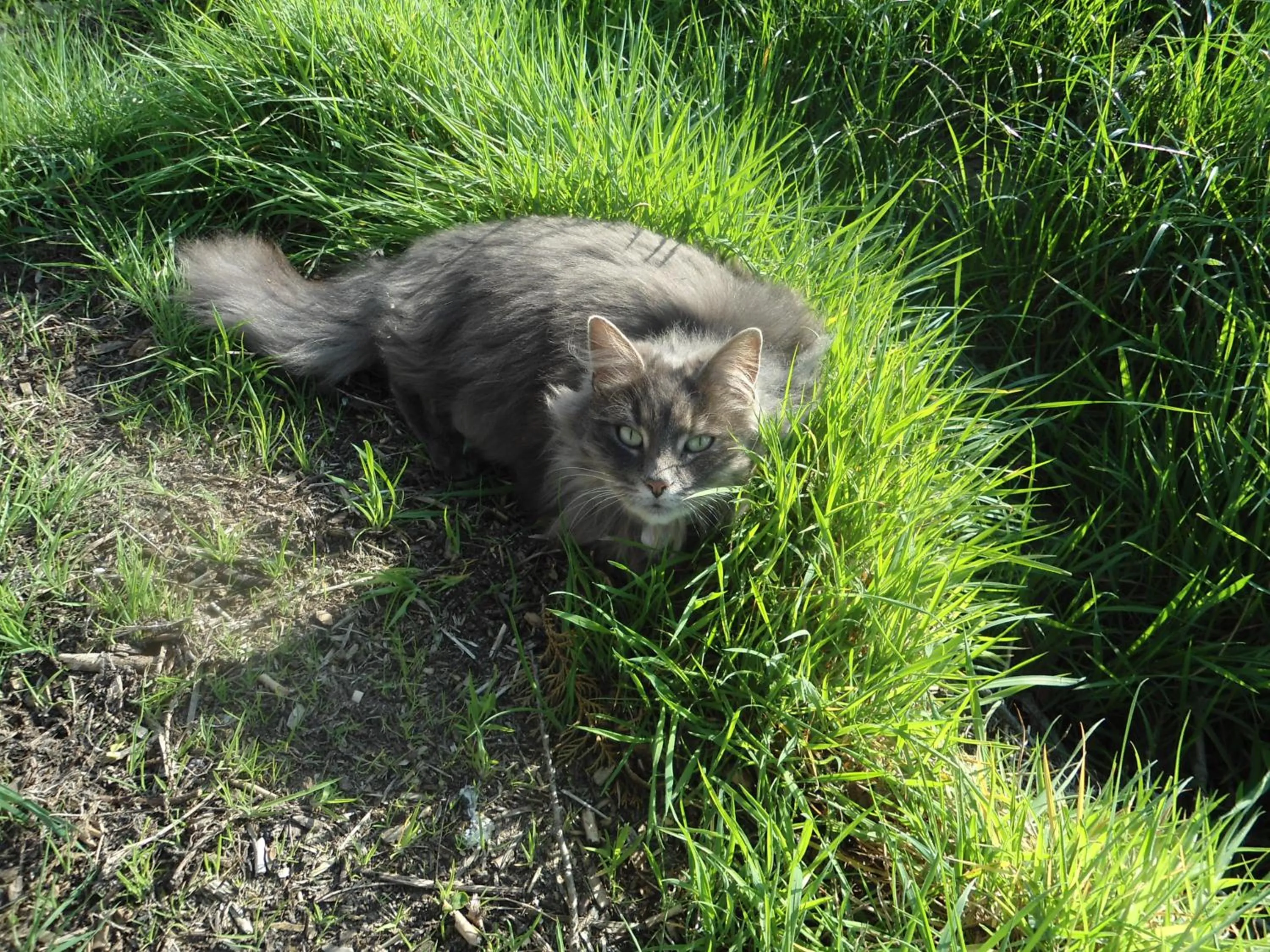 Pets in Passe-Partout