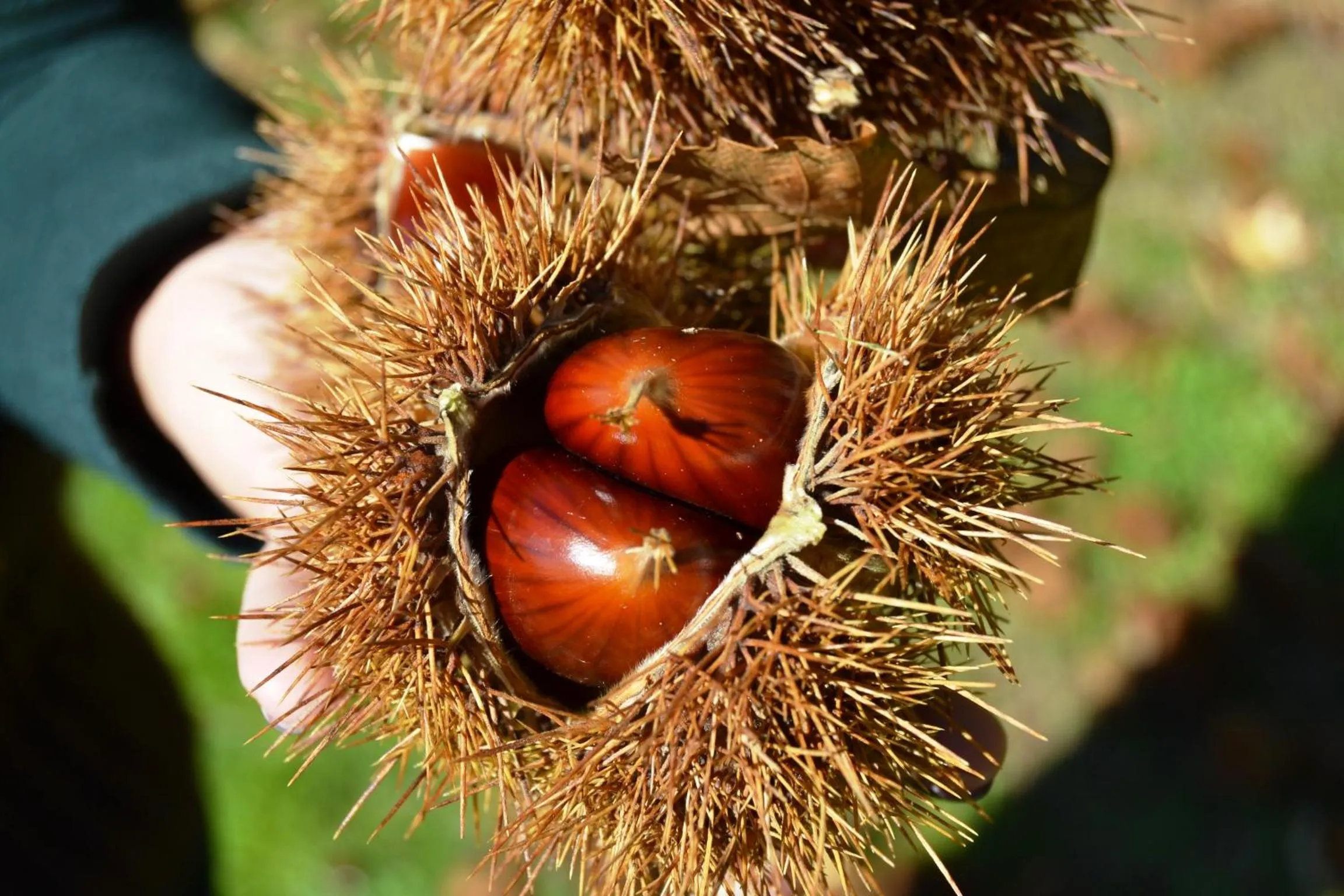 Food close-up in Quinta da Mata - Turismo de Habitação
