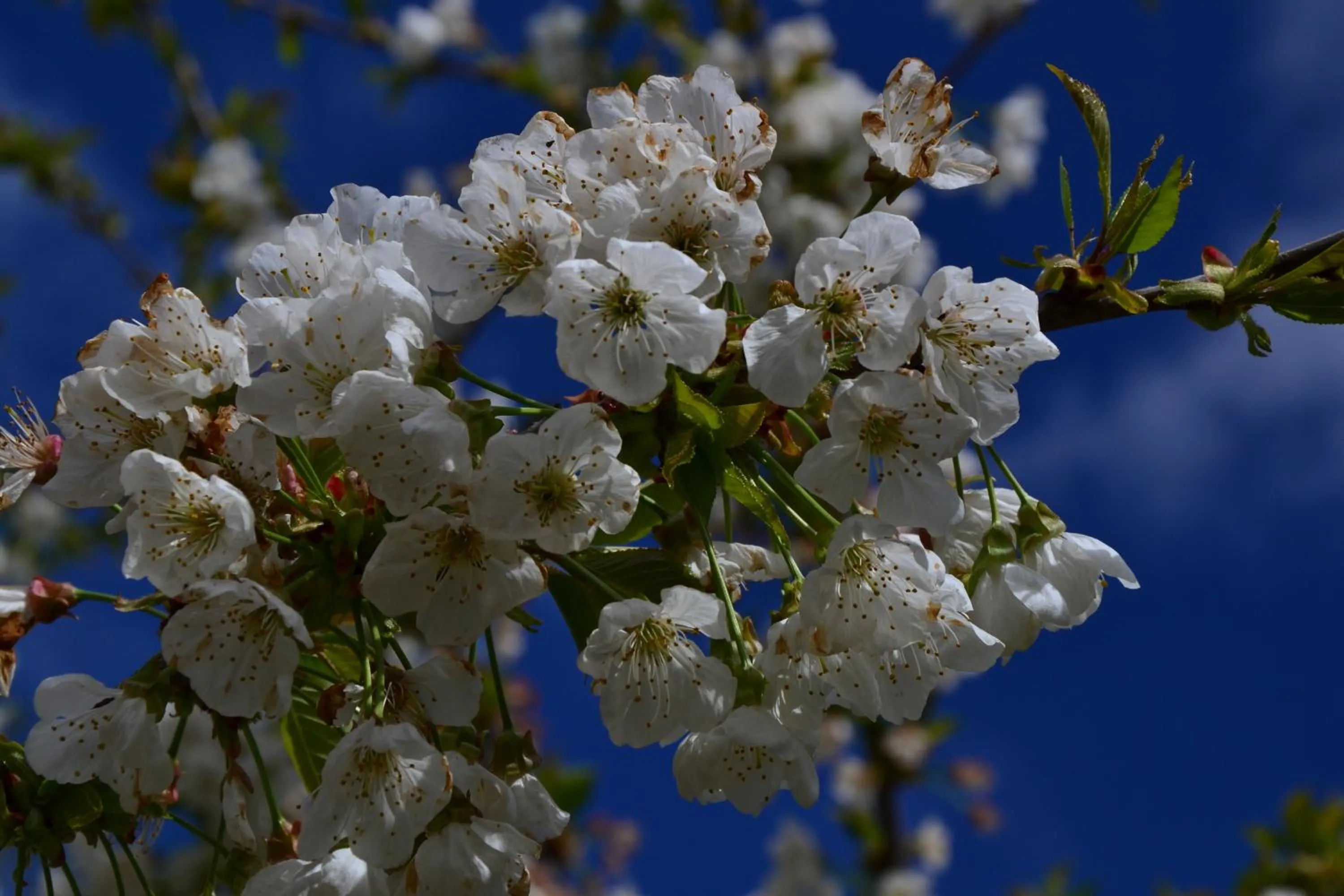 Spring in Quinta da Mata - Turismo de Habitação