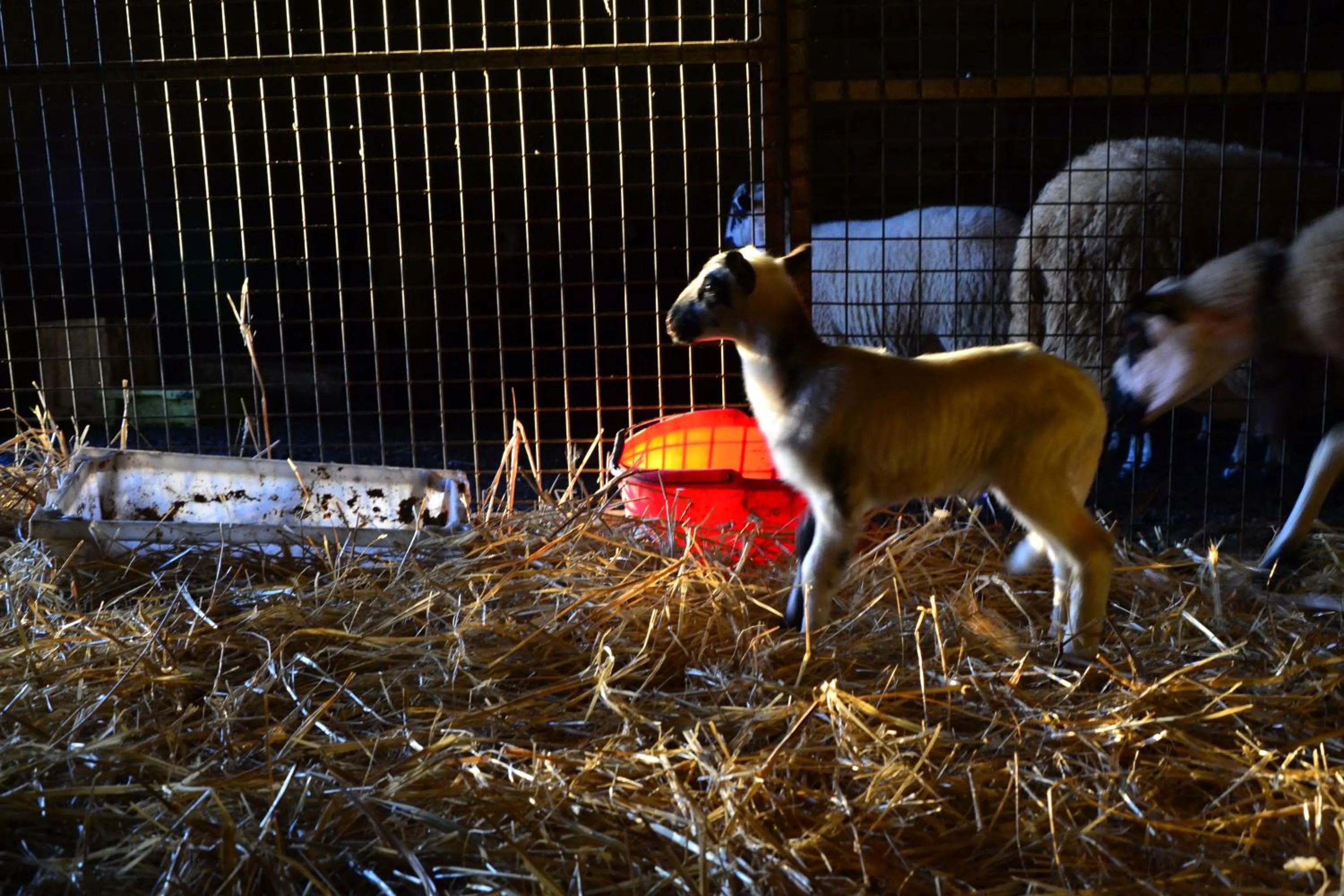 Pets in Quinta da Mata - Turismo de Habitação