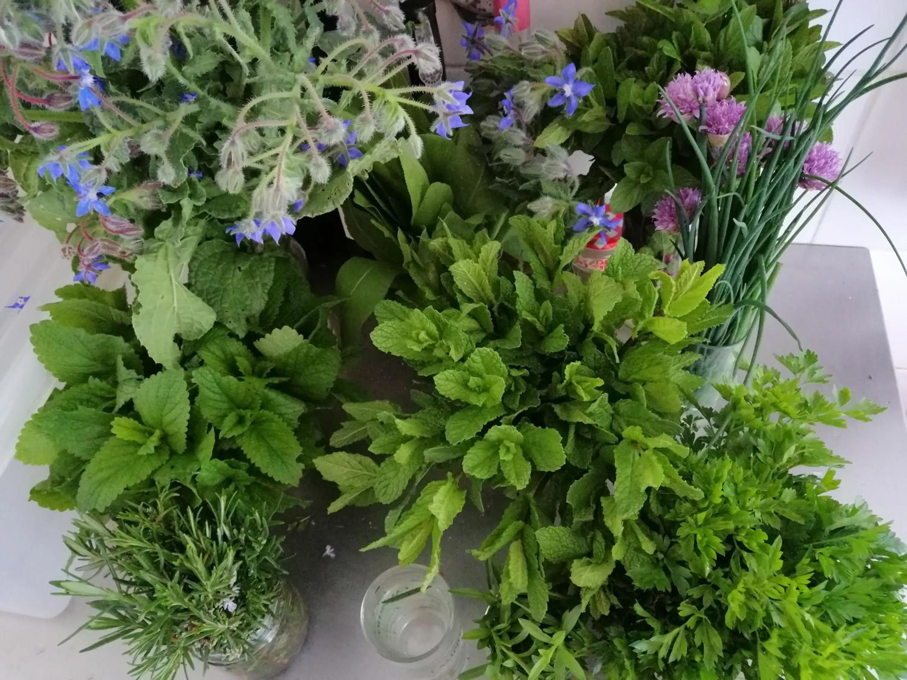 Garden in Quinta da Mata - Turismo de Habitação