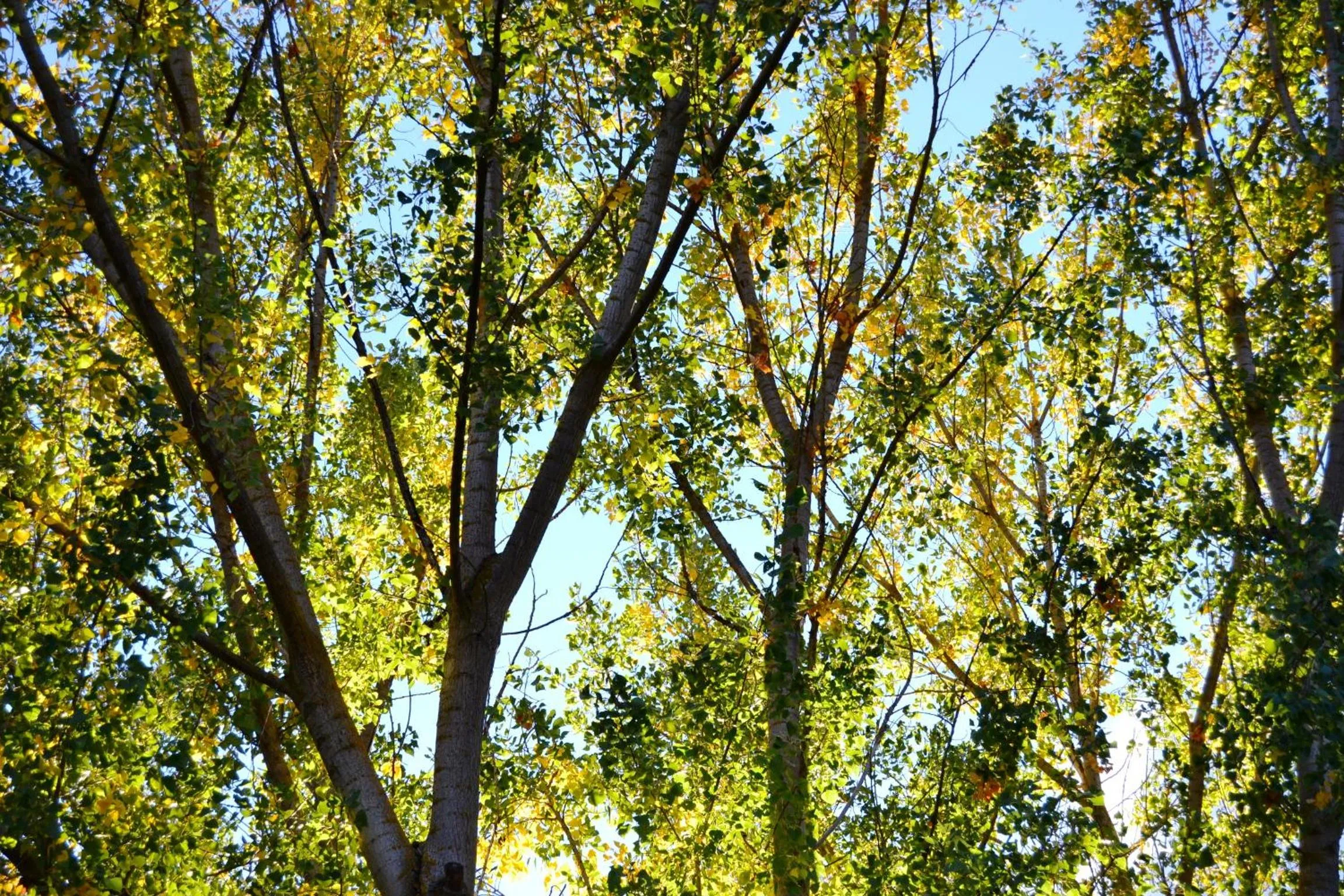 Garden in Quinta da Mata - Turismo de Habitação