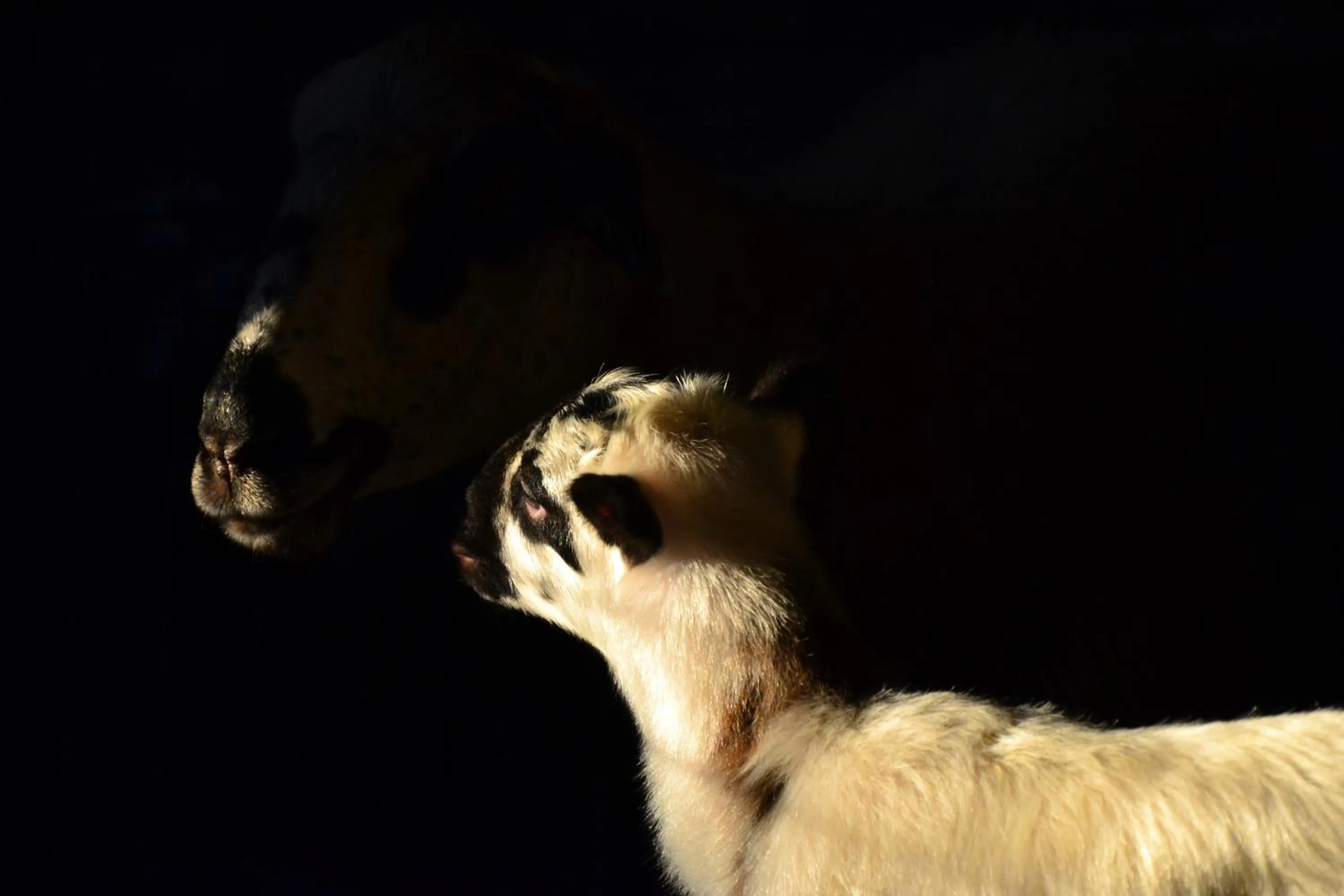 Pets in Quinta da Mata - Turismo de Habitação