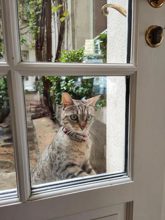 Garden view in Le Relais Médicis