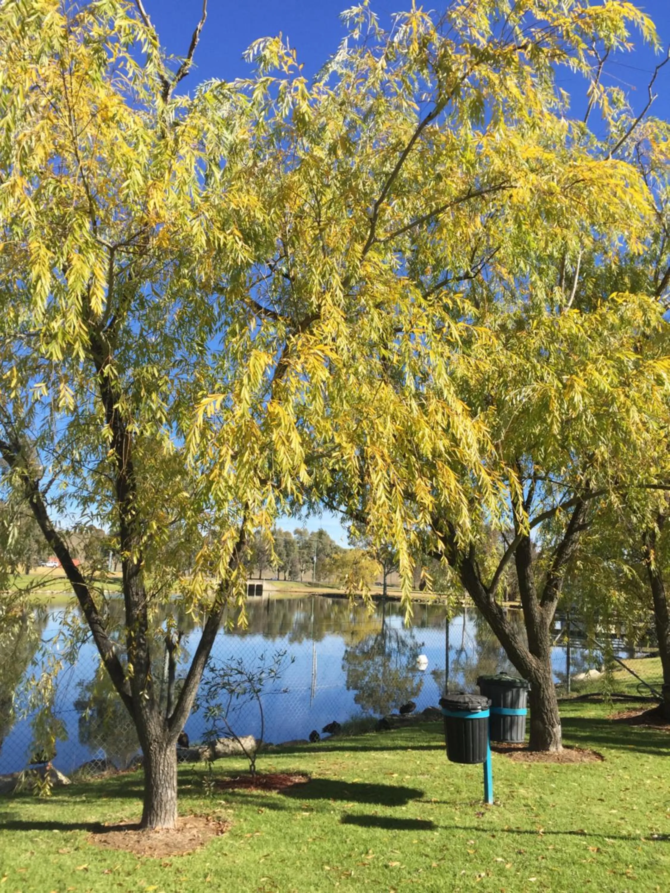 Garden in Junee Tourist Park