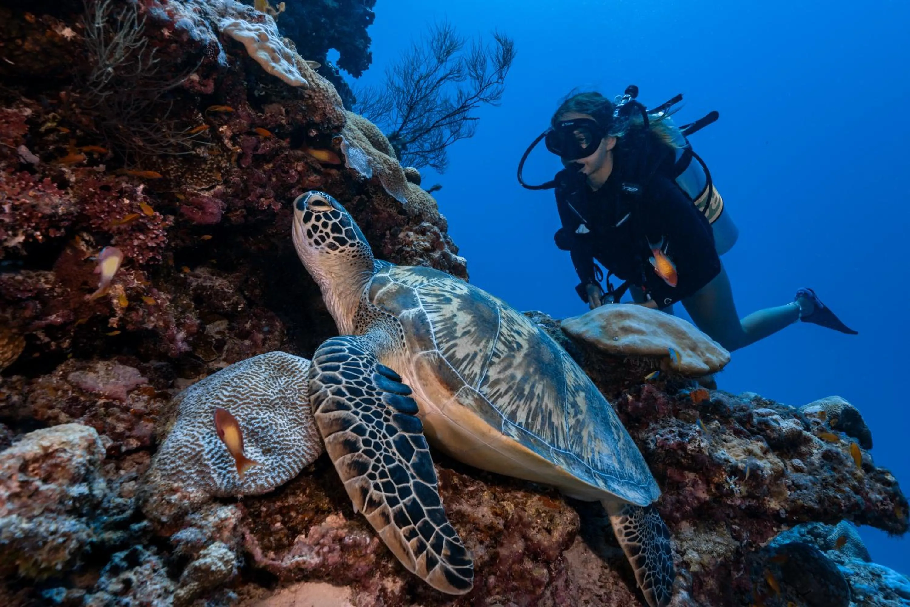 Snorkeling in Finolhu, A Seaside Collection Resort, a Member of Design Hotels