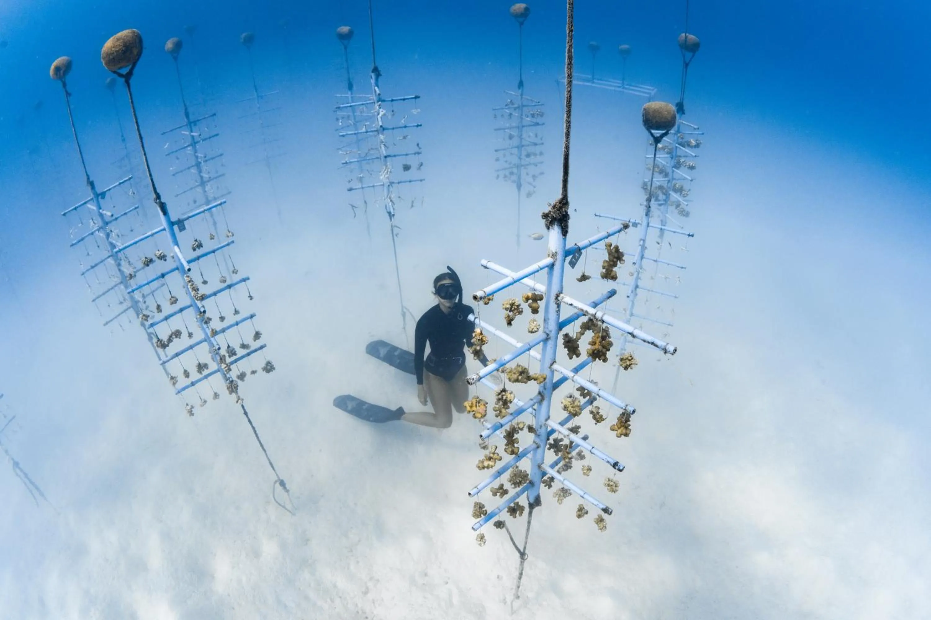 Snorkeling in Finolhu, A Seaside Collection Resort, a Member of Design Hotels