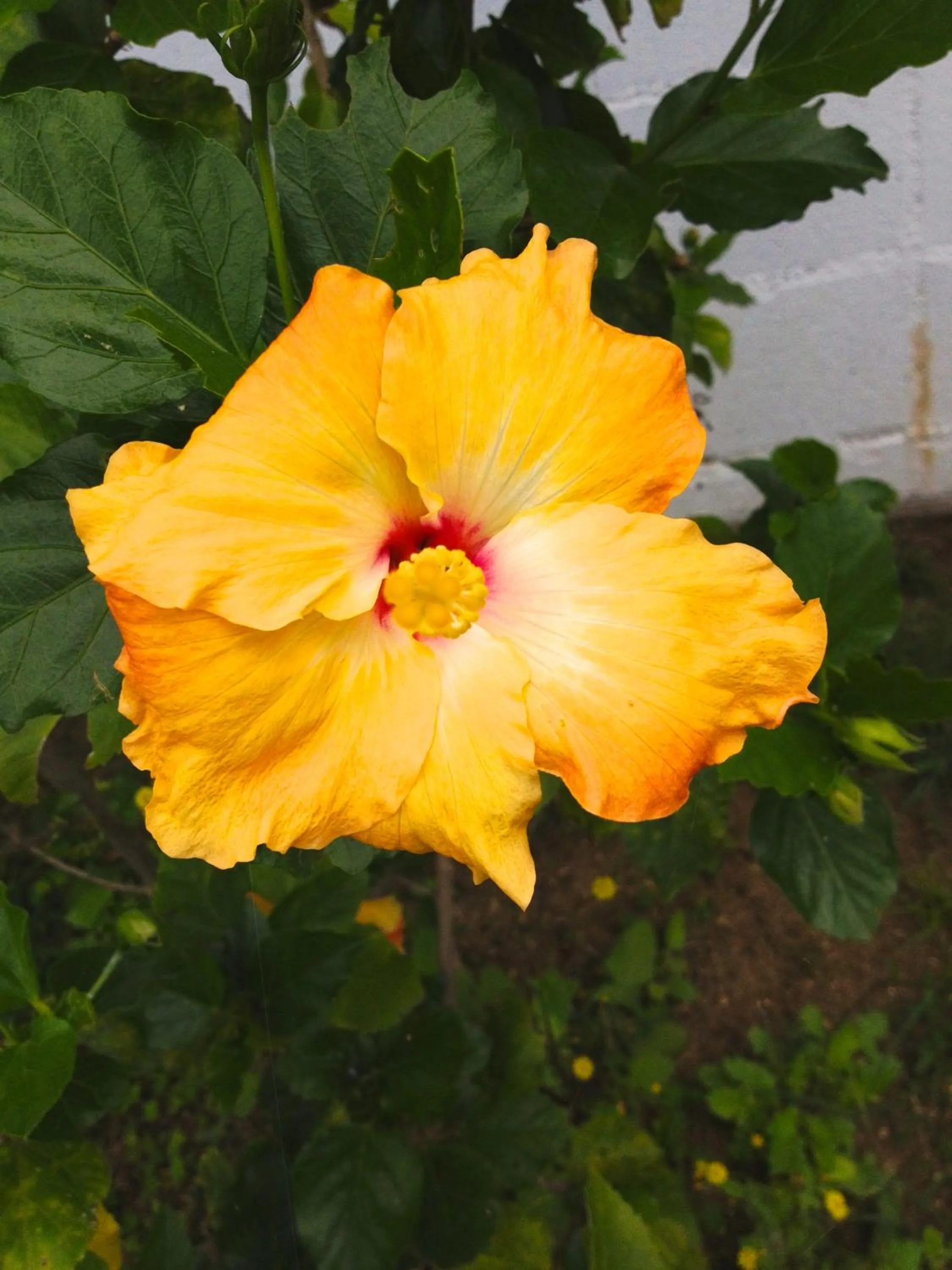 Natural landscape in Nata Beach Villa