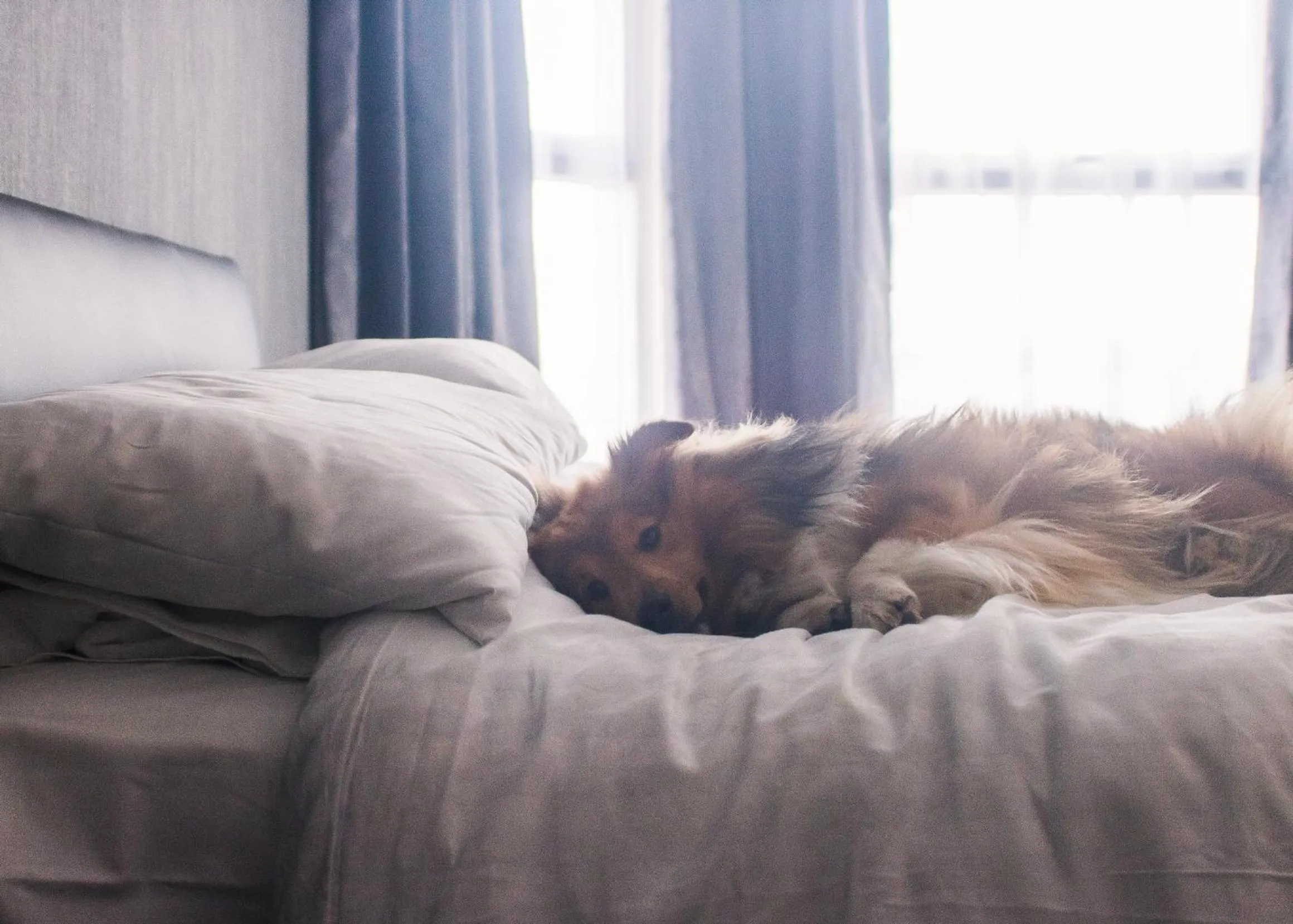 Day, Bed in Wellesley Park Hotel