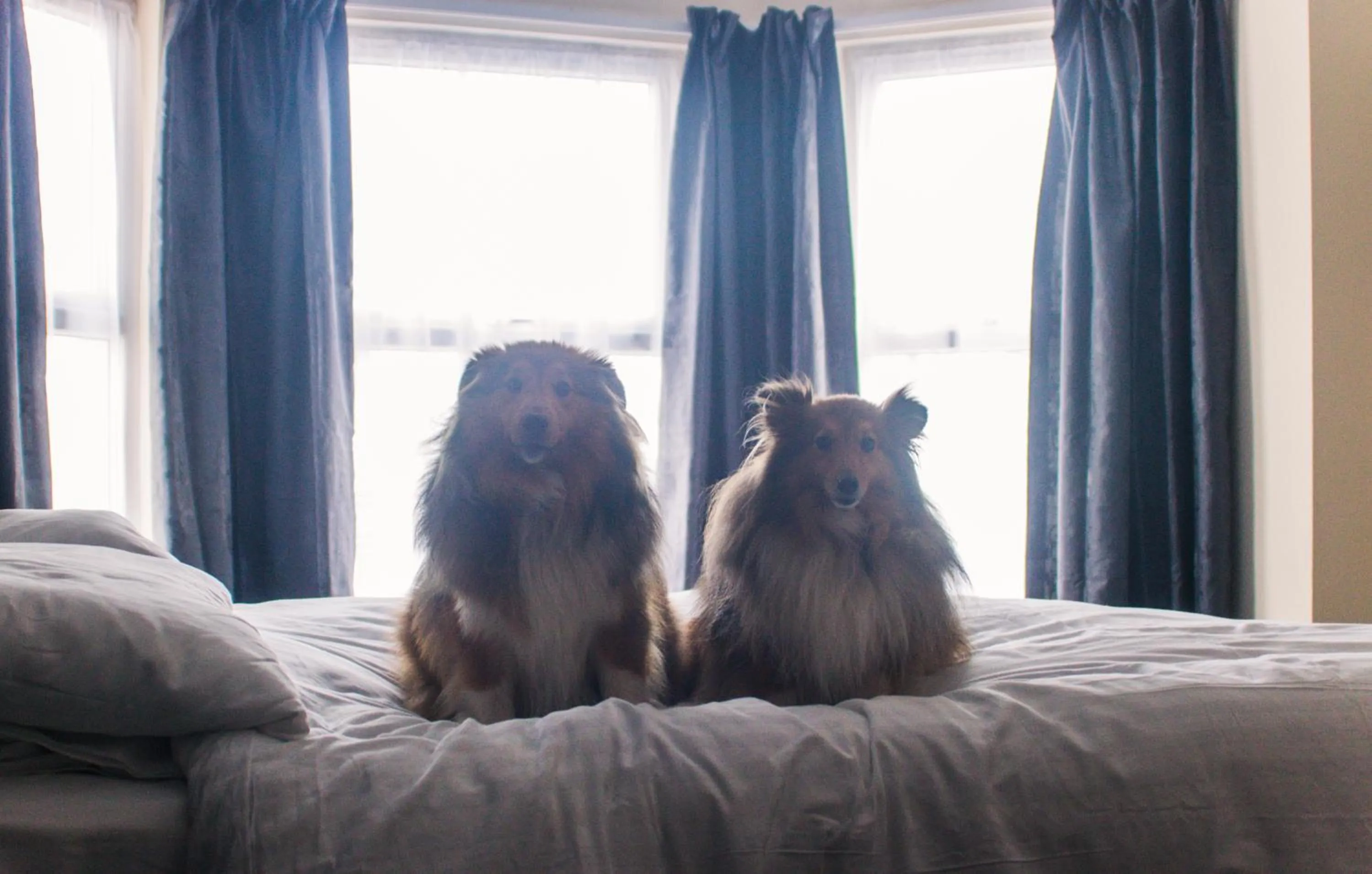 Bed in Wellesley Park Hotel