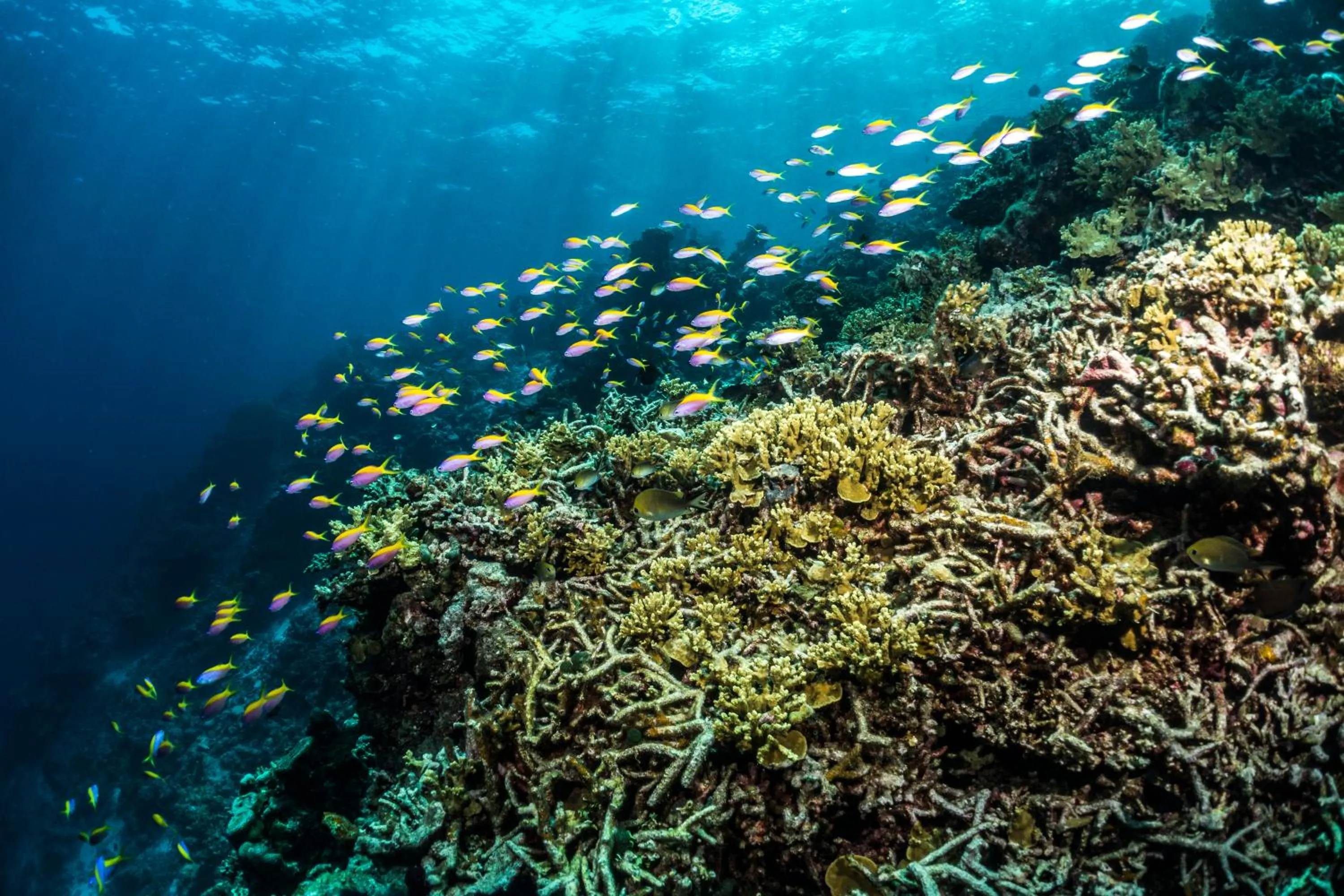 Natural landscape in Mercure Maldives Kooddoo - Adults-Only Escape - 50 percent off Domestic Transfers