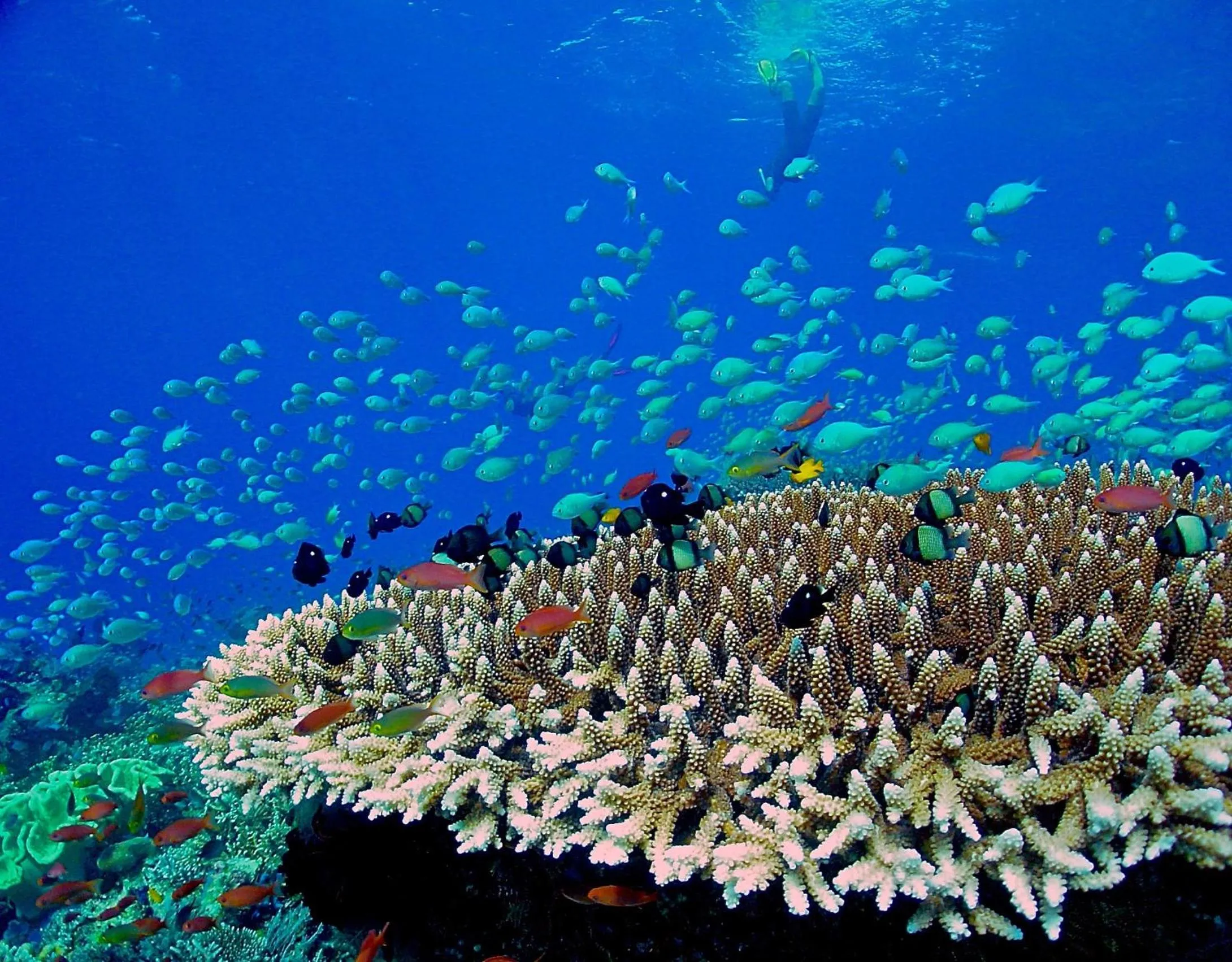 Diving in Mercure Maldives Kooddoo - Adults-Only Escape - 50 percent off Domestic Transfers