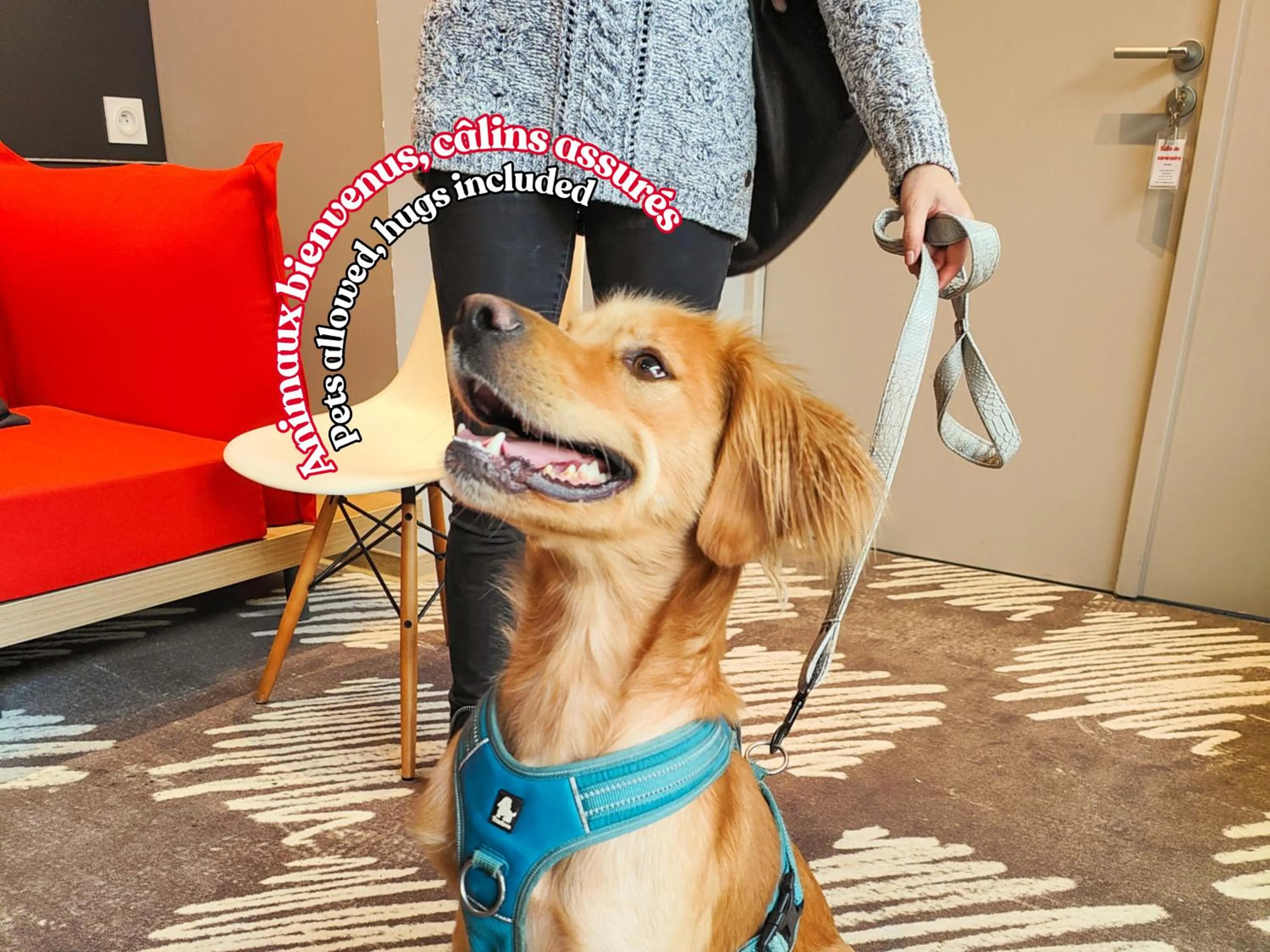 Pets in ibis Rodez Centre