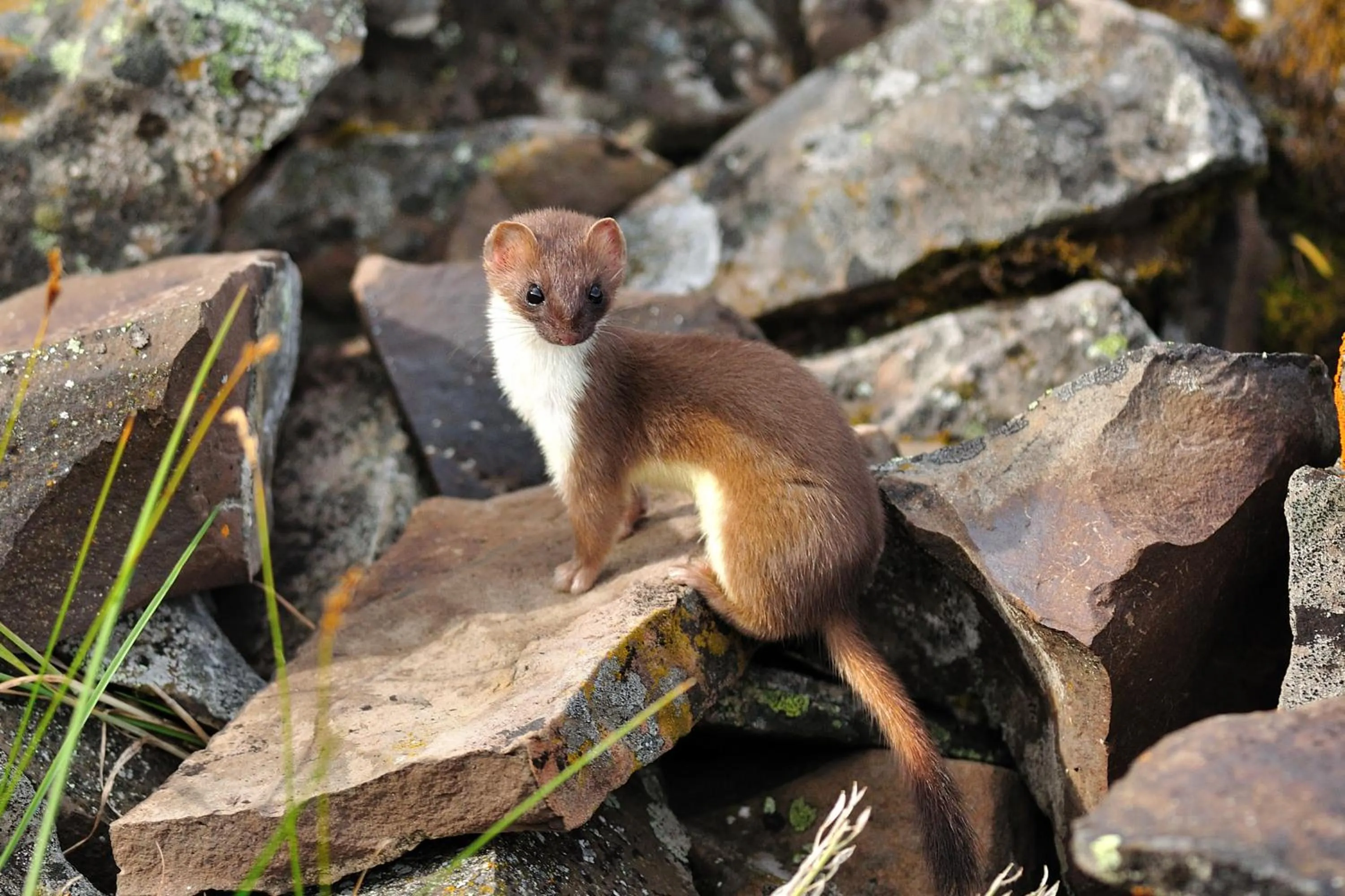 Summer in Falcon Crest Lodge by CLIQUE