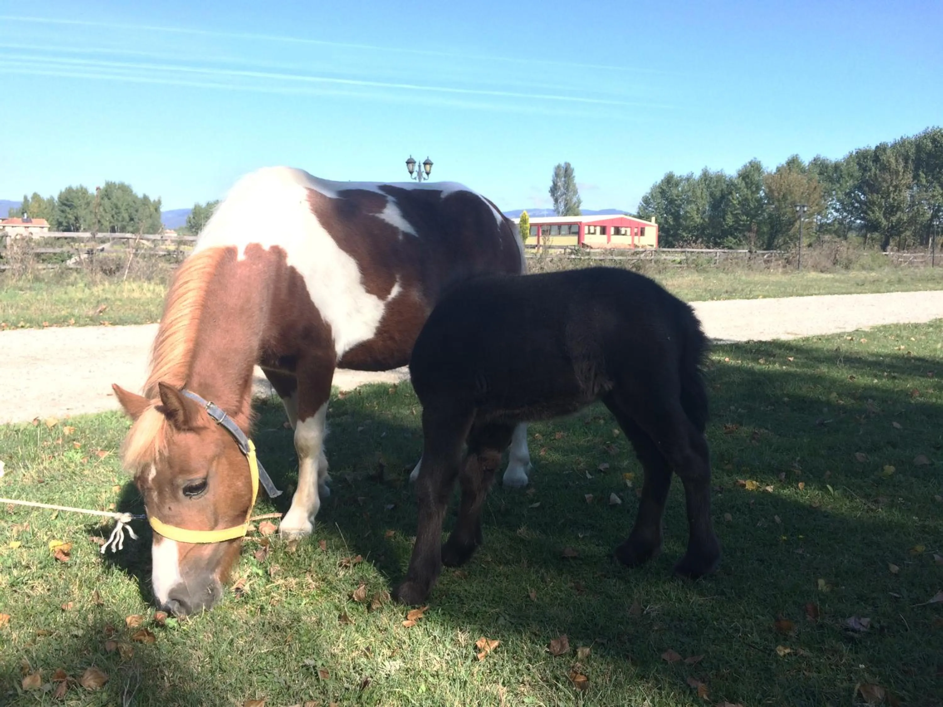 Animals in Iksir Resort Town