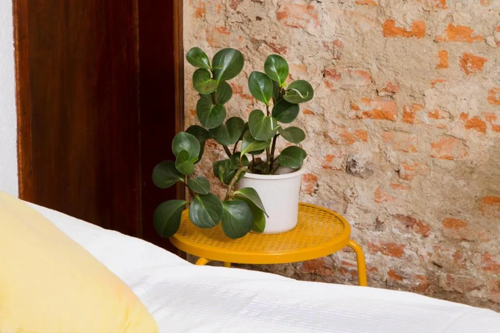 Bed in Casa Canario Hostel