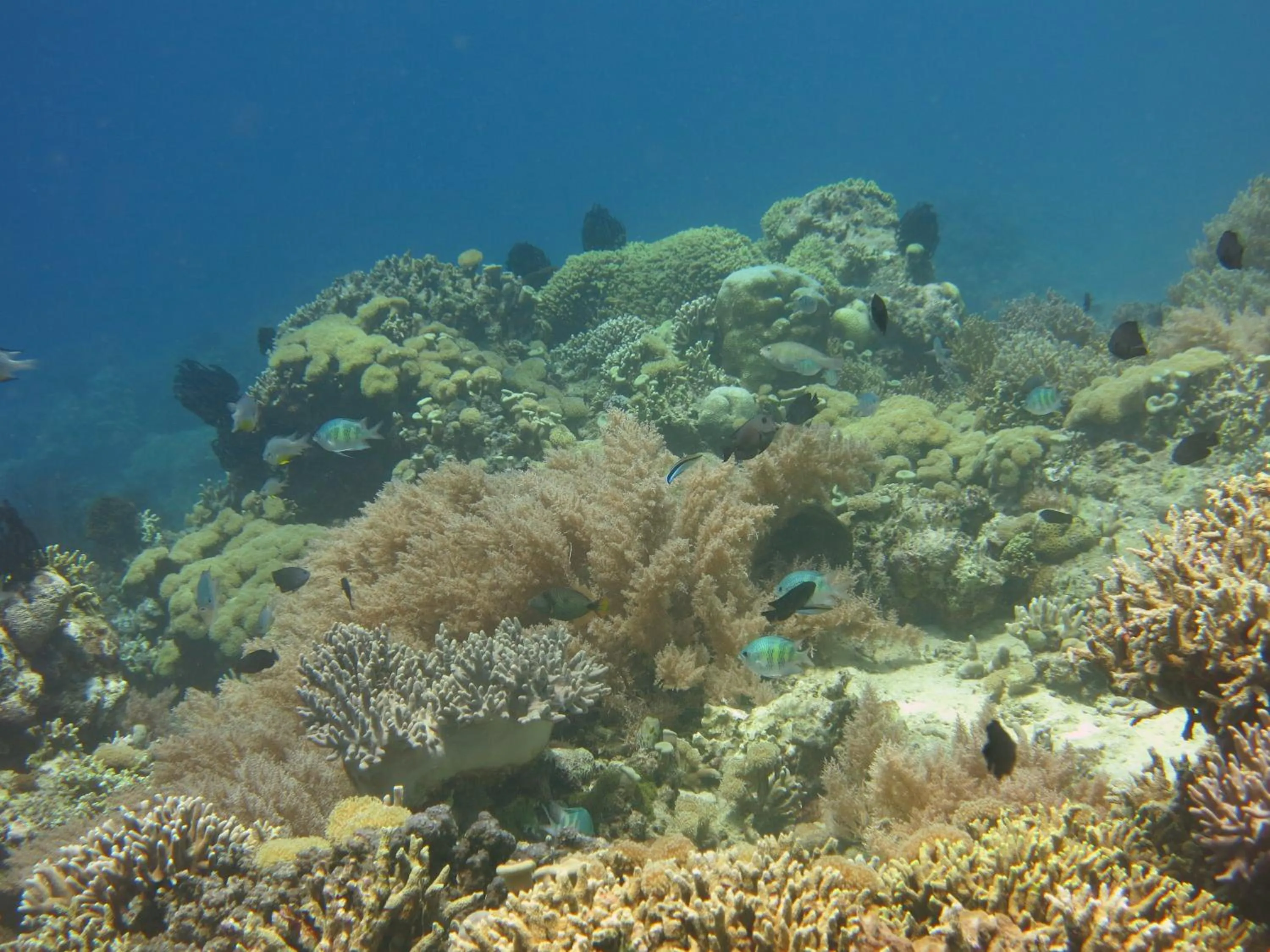 Snorkeling in Pande Guest House