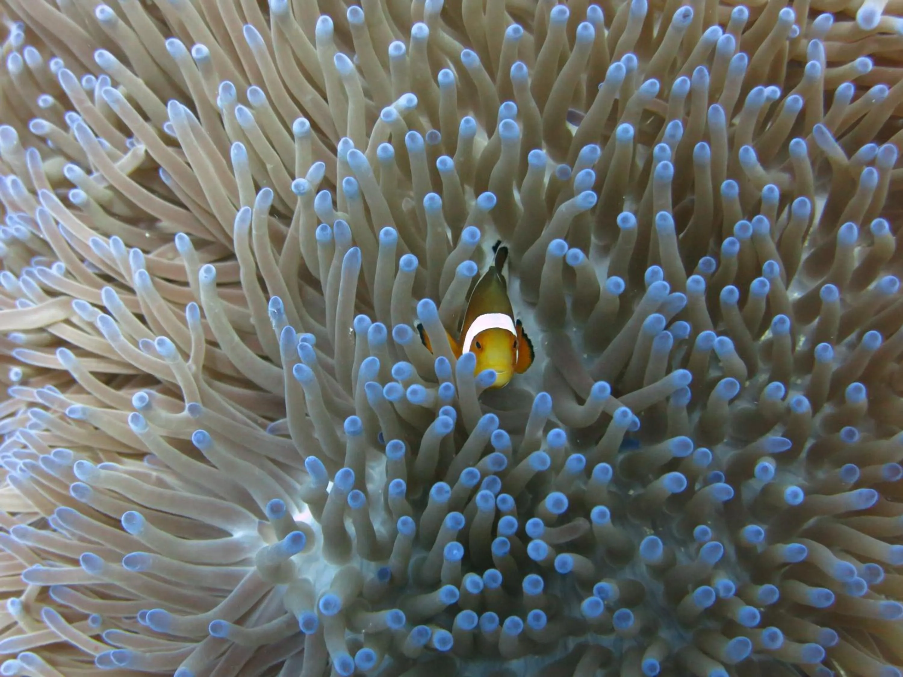 Snorkeling in Pande Guest House