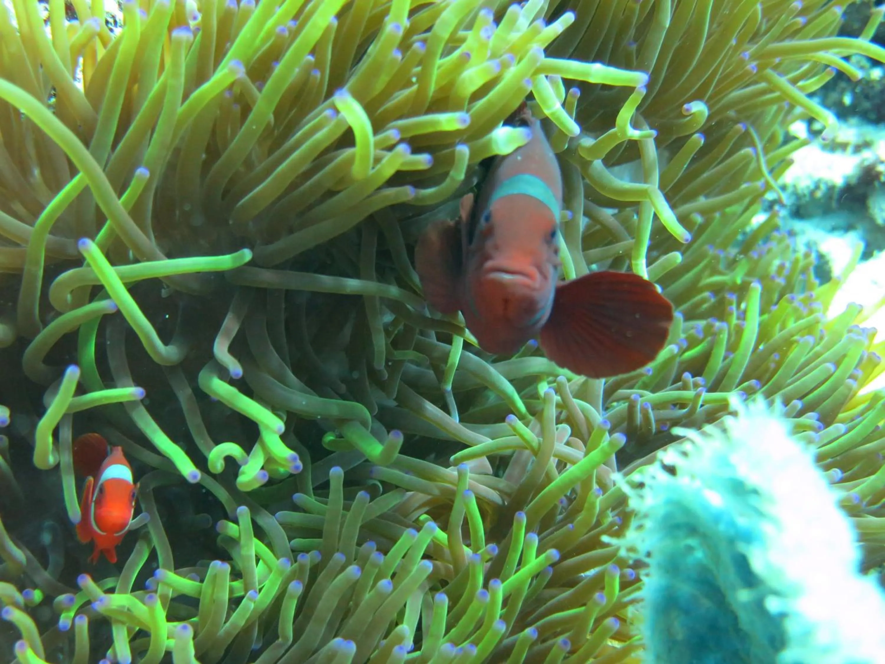 Snorkeling in Pande Guest House