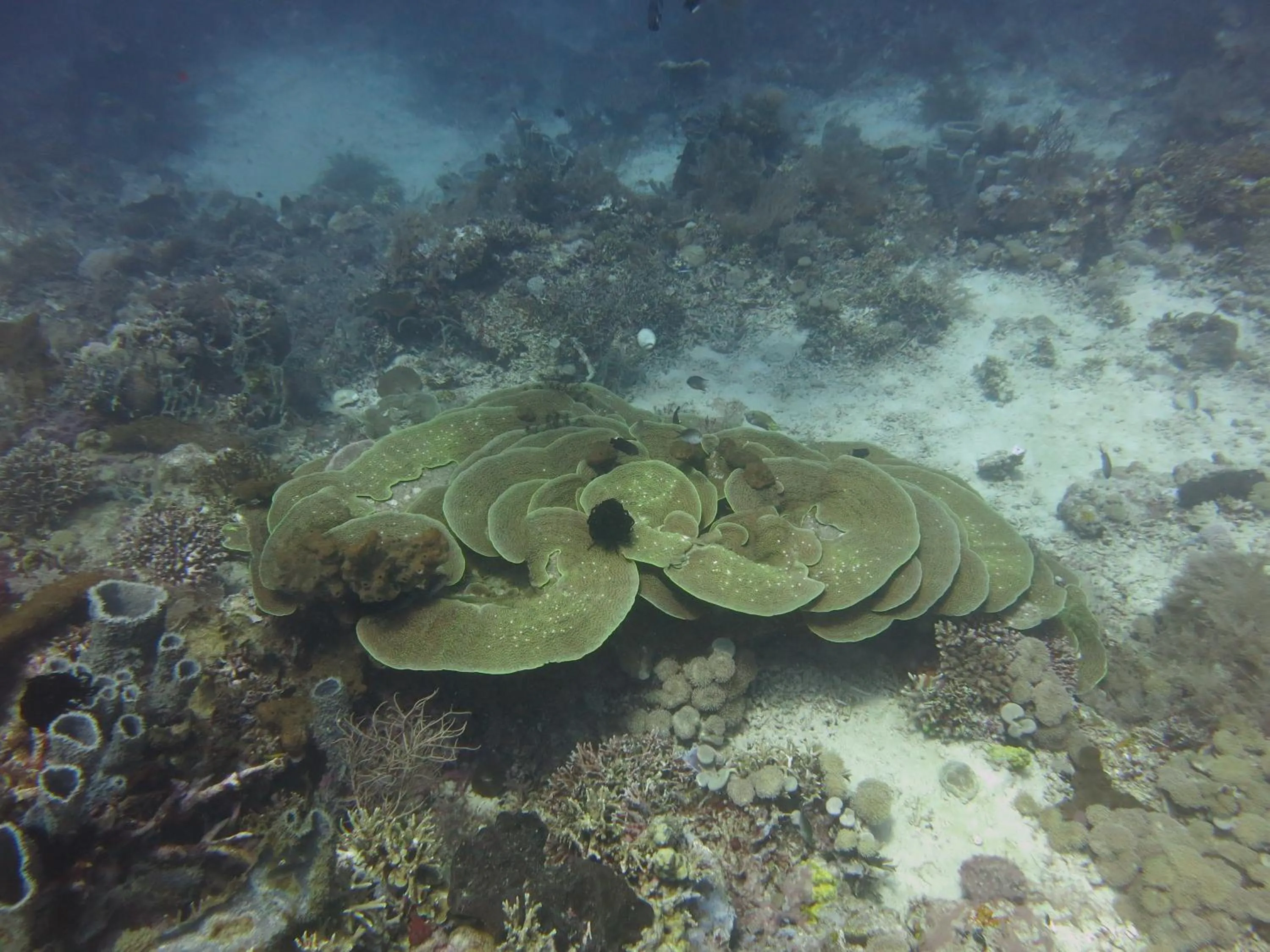 Snorkeling in Pande Guest House