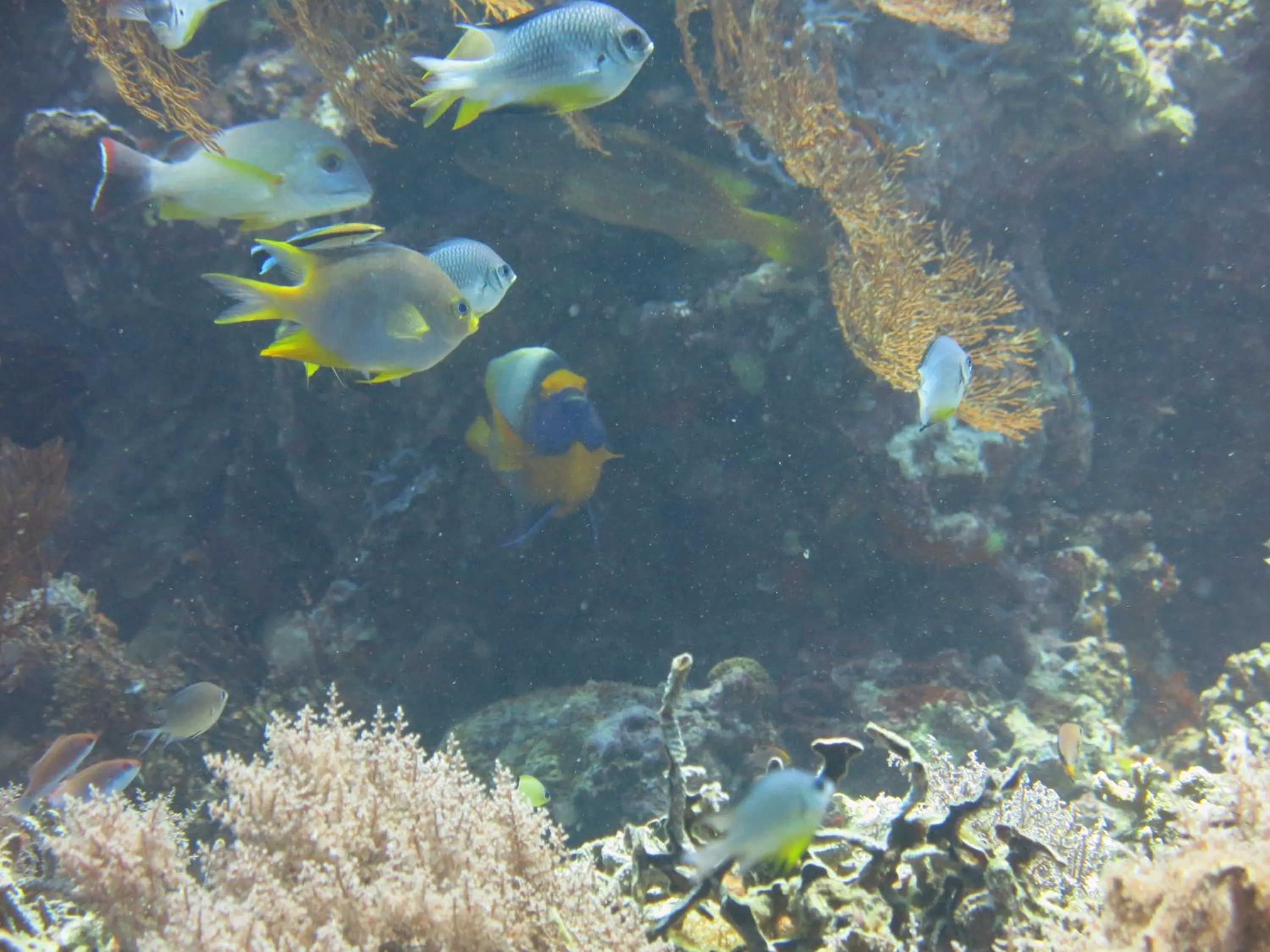 Snorkeling in Pande Guest House