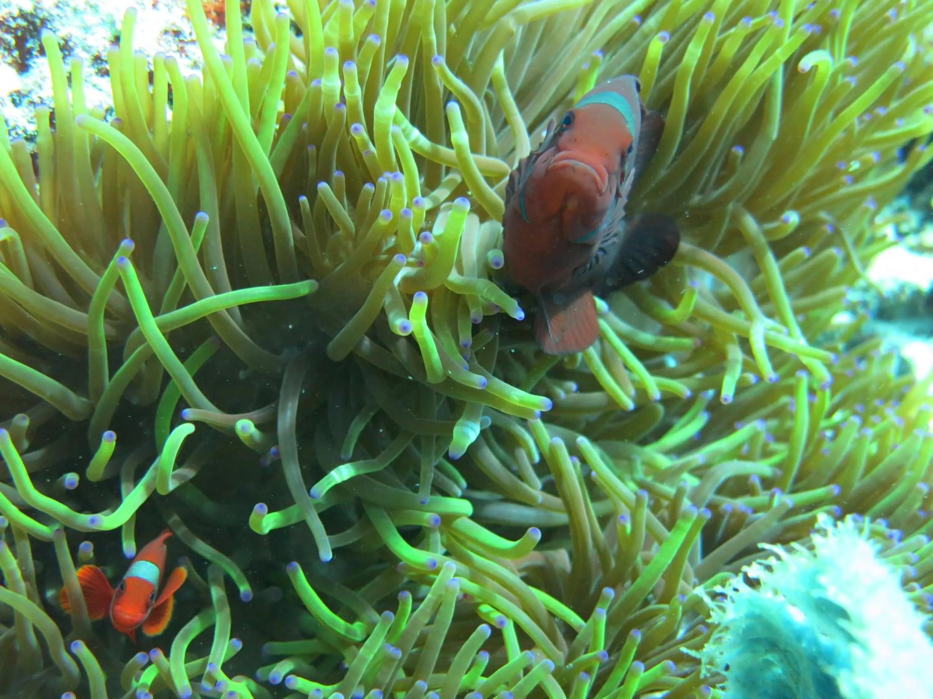 Snorkeling in Pande Guest House
