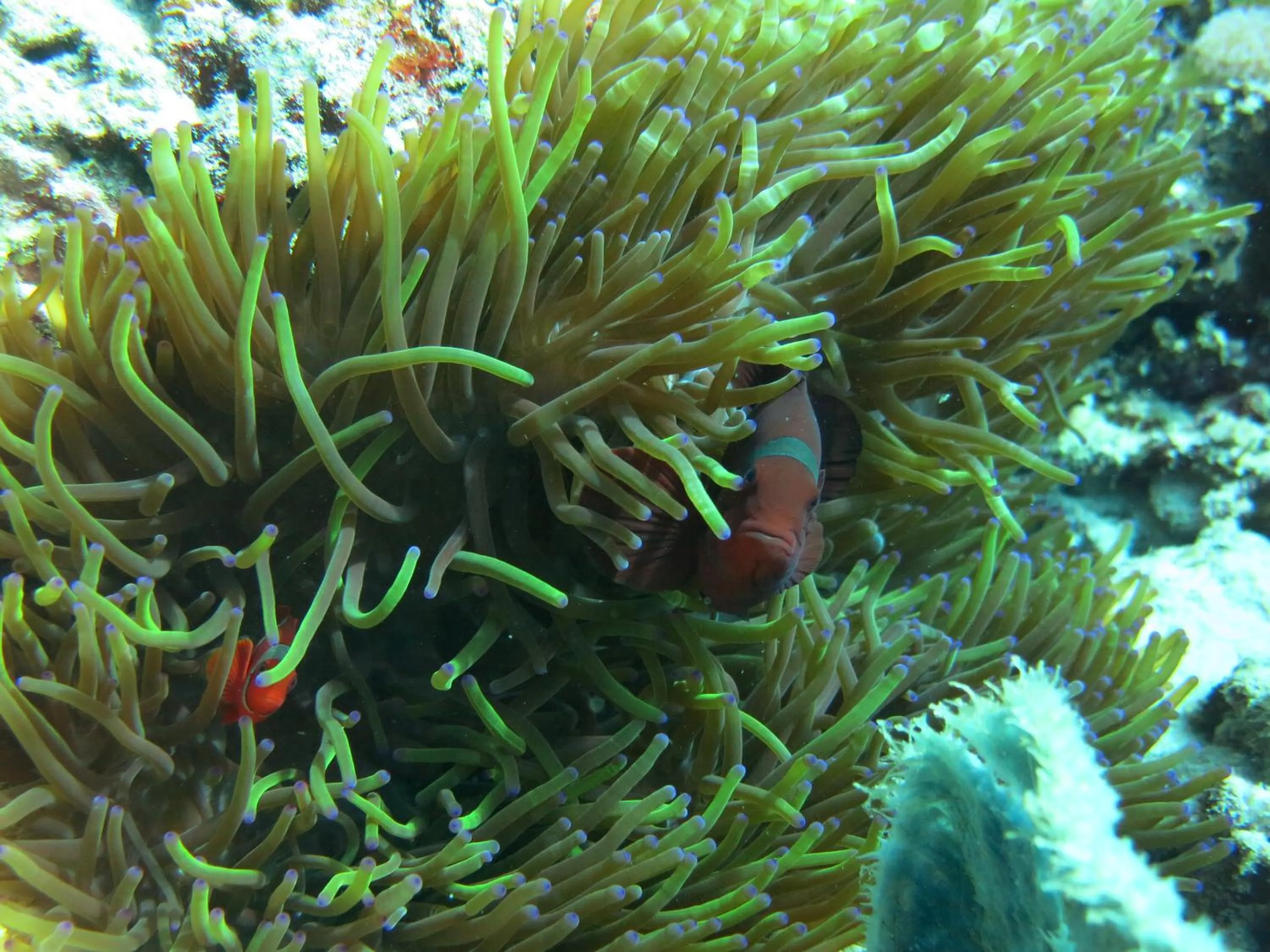 Snorkeling in Pande Guest House