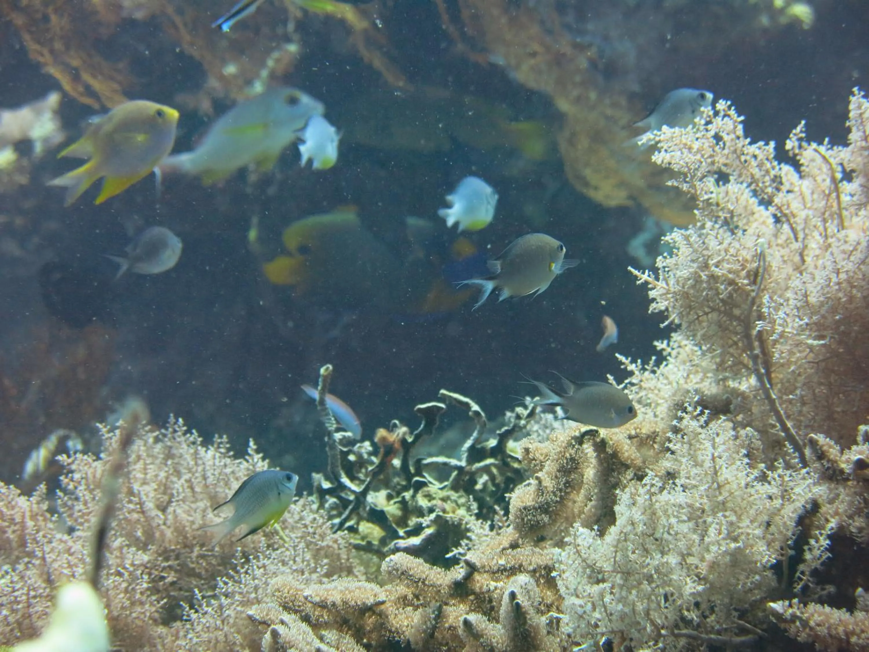 Snorkeling in Pande Guest House