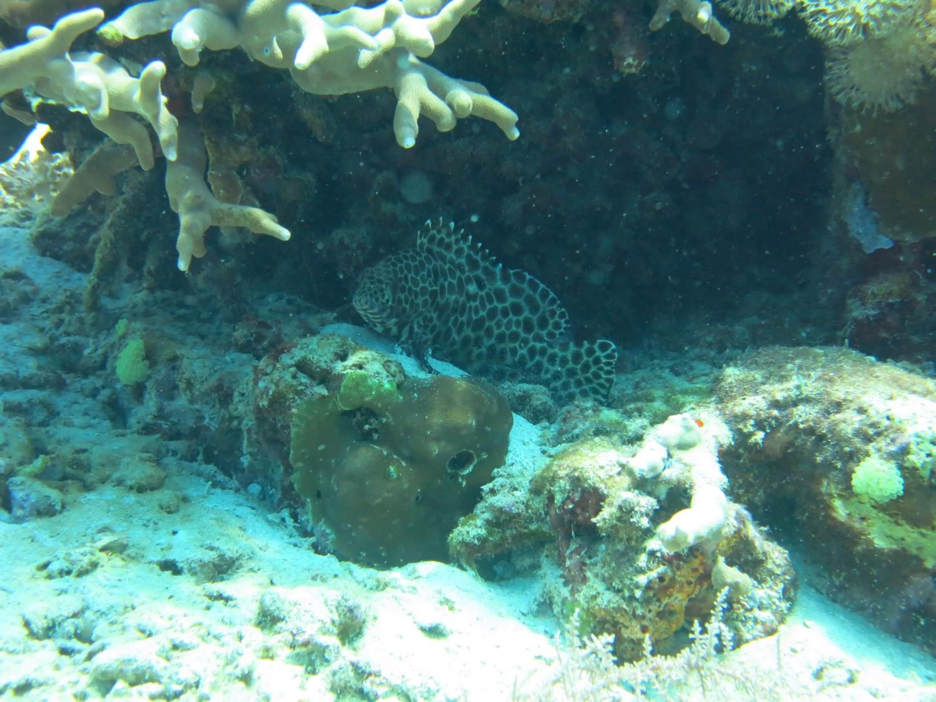 Snorkeling in Pande Guest House
