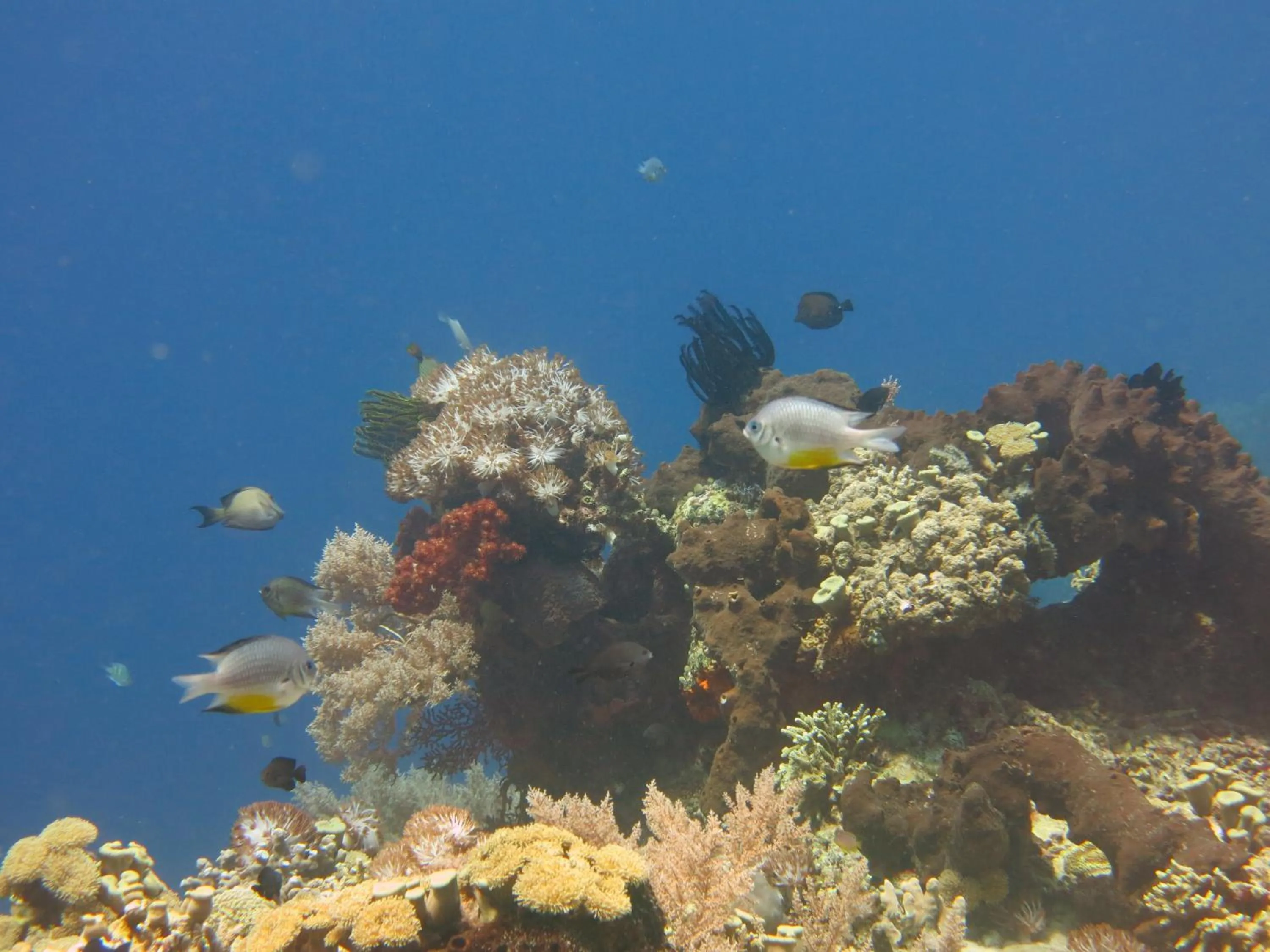 Snorkeling in Pande Guest House