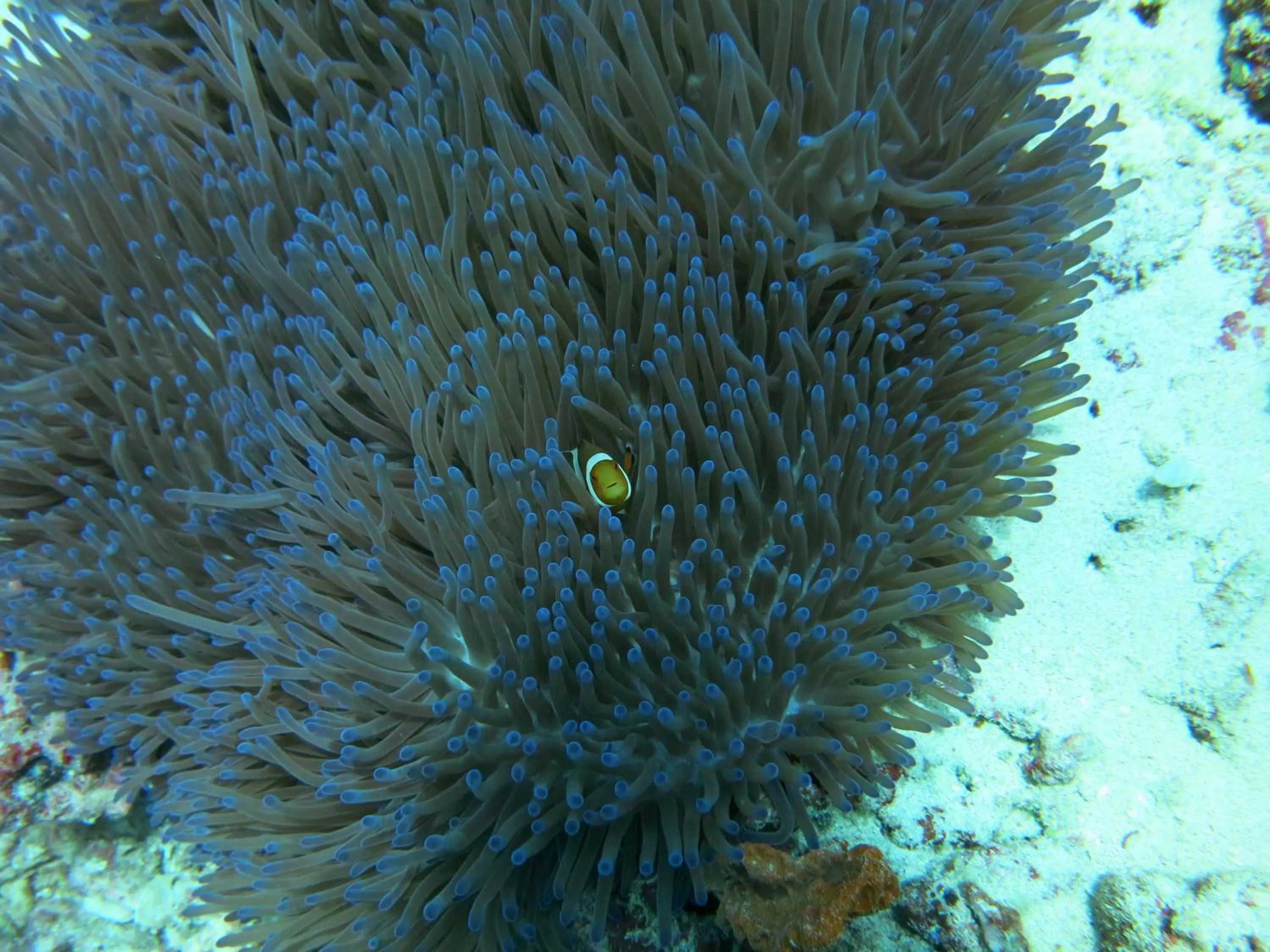 Snorkeling in Pande Guest House