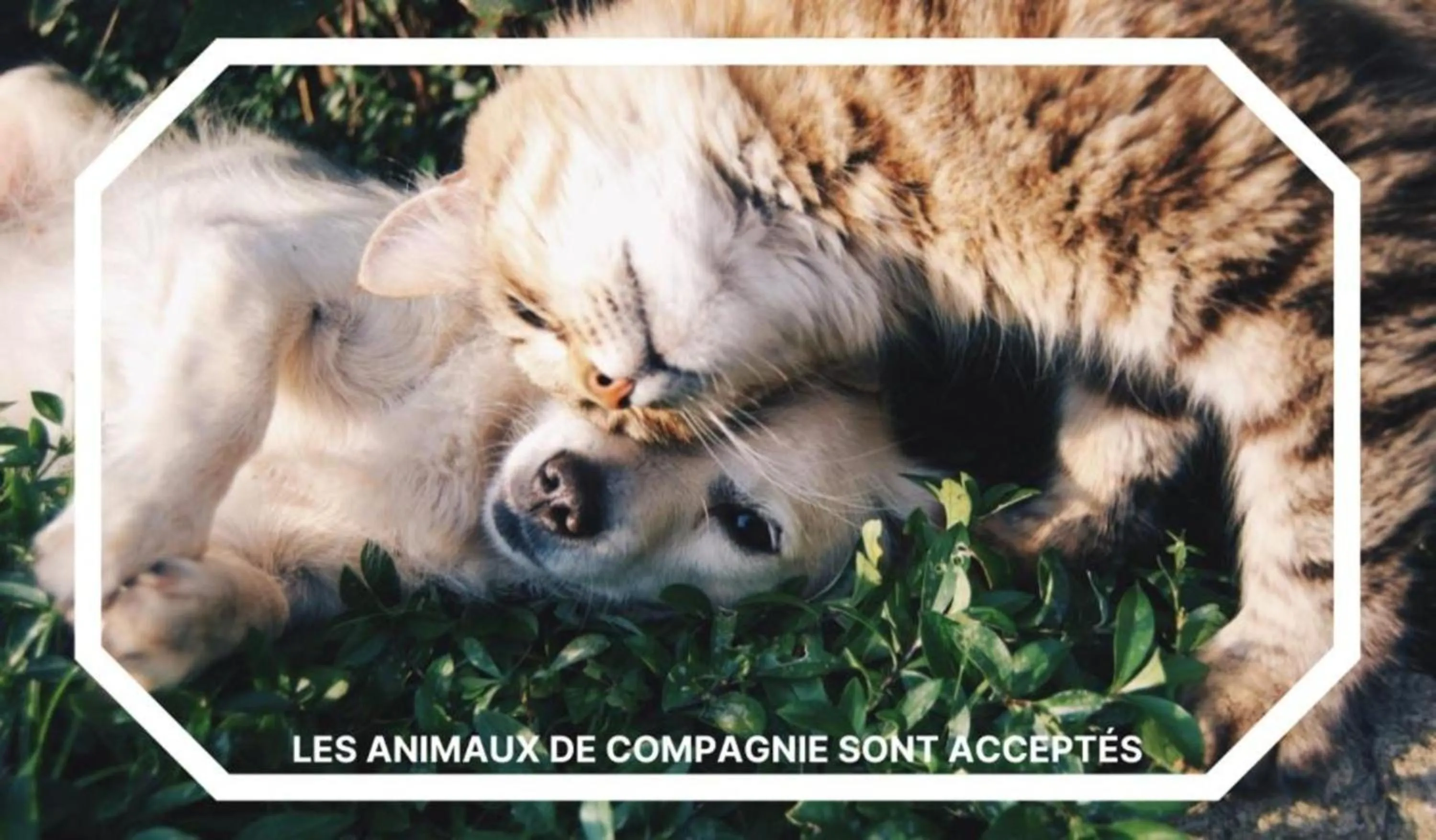 Animals in Kyriad Anglet - Biarritz