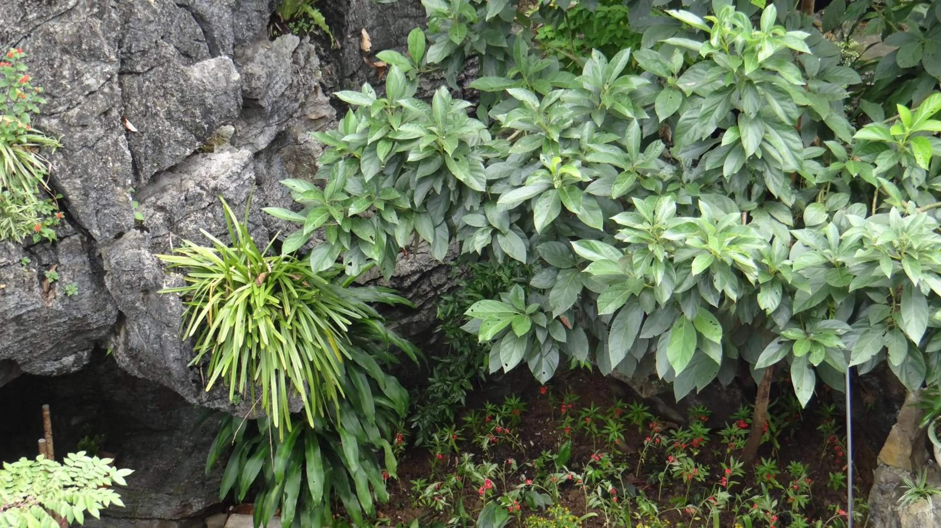 Garden in Huong Thao 2 Hotel