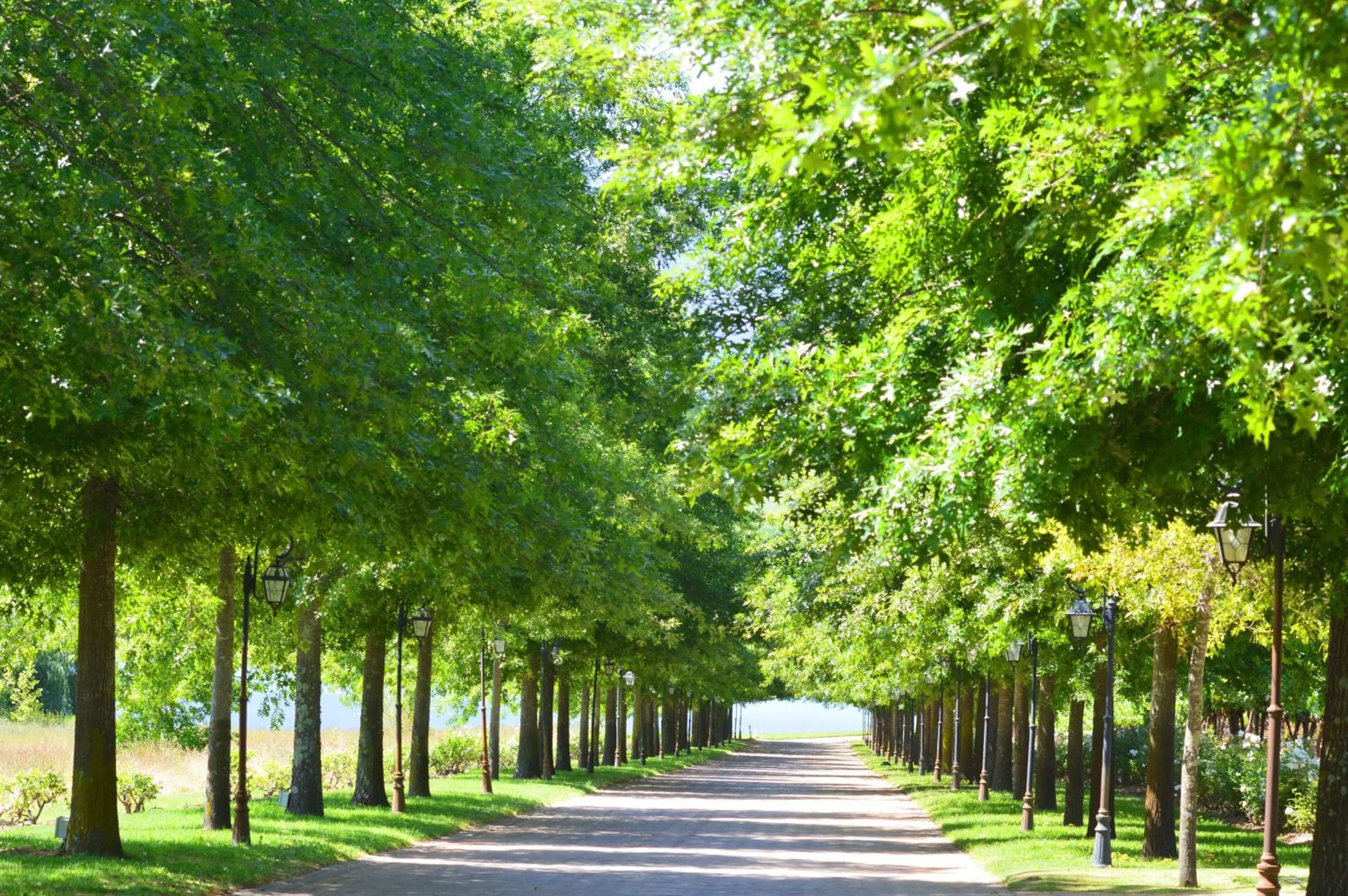 On site in ASARA Wine Estate & Hotel