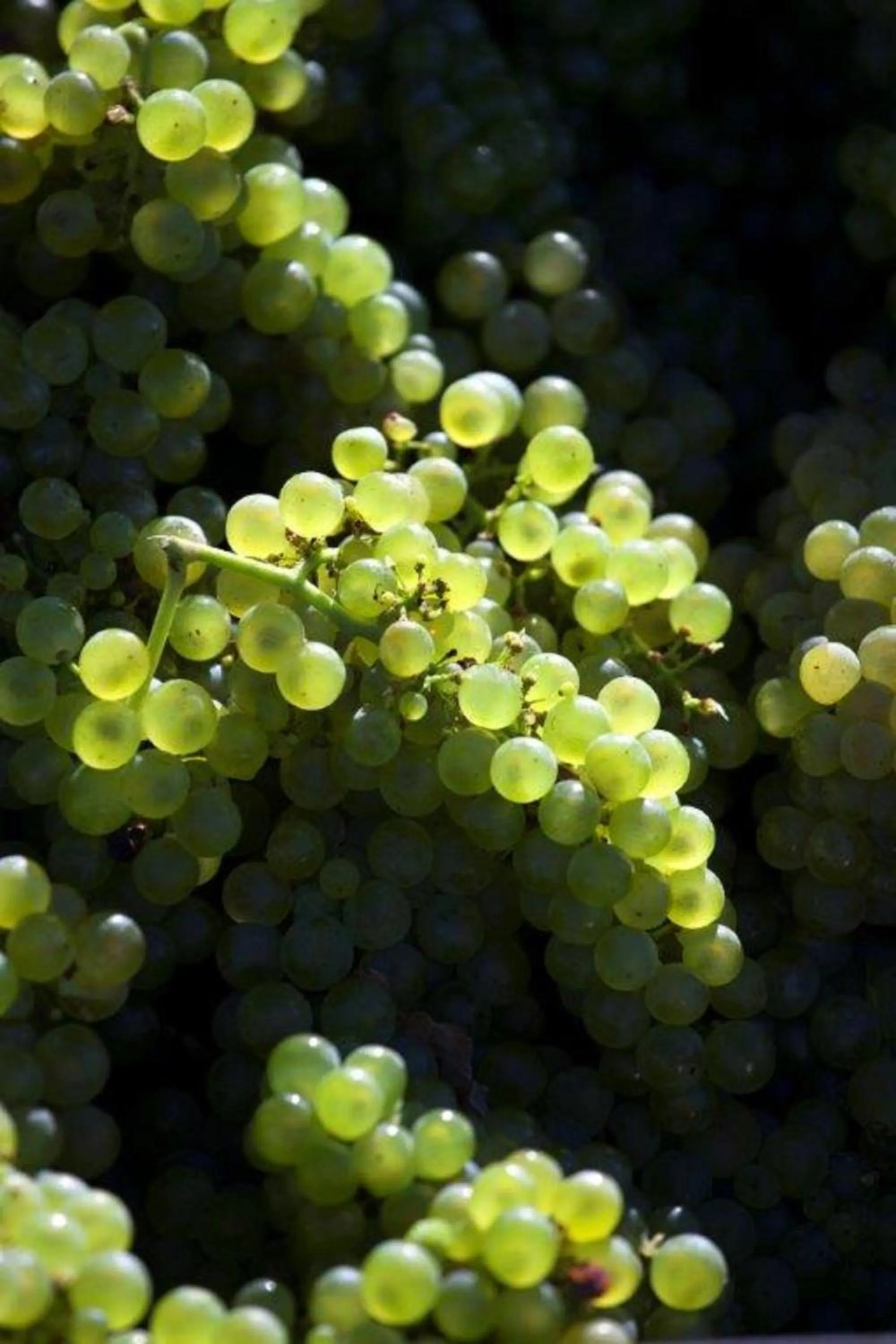 Food and drinks in ASARA Wine Estate & Hotel