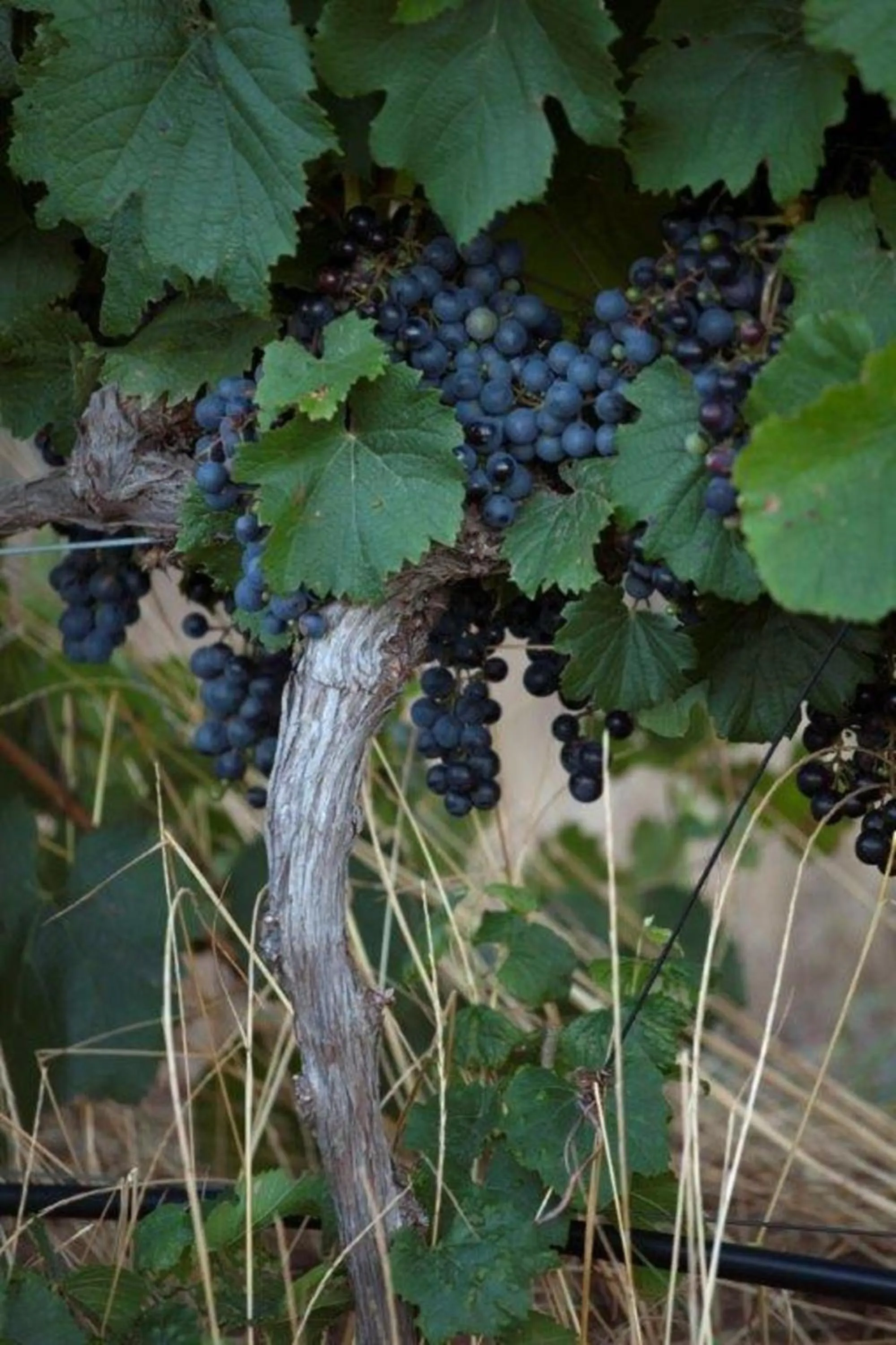 Food and drinks in ASARA Wine Estate & Hotel