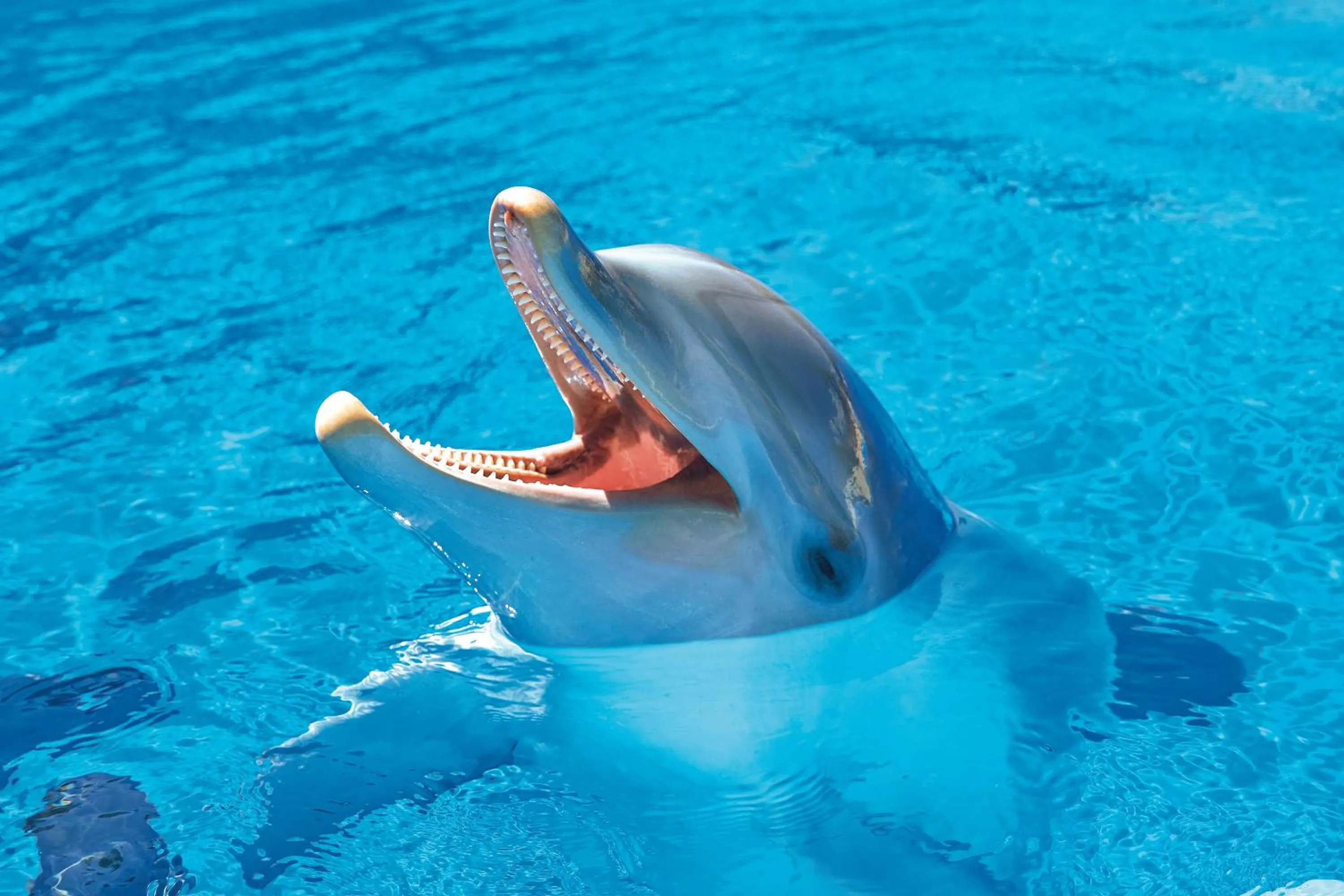 Children play ground in Four Points by Sheraton Costa Blanca Resort