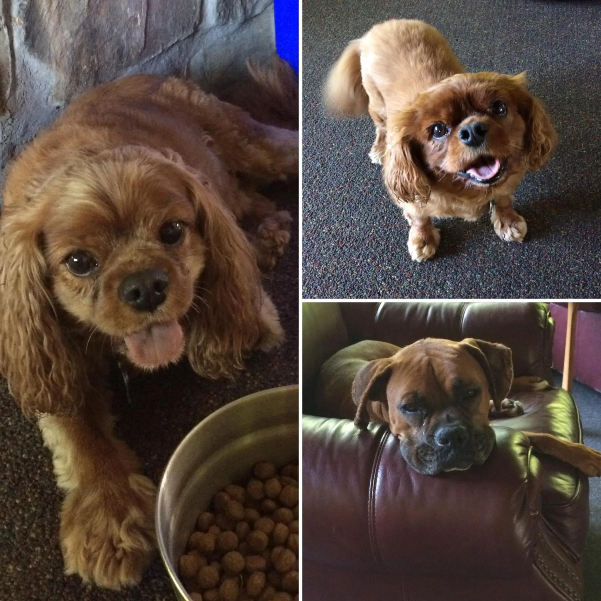 Pets in Aerie Inn of Vermont