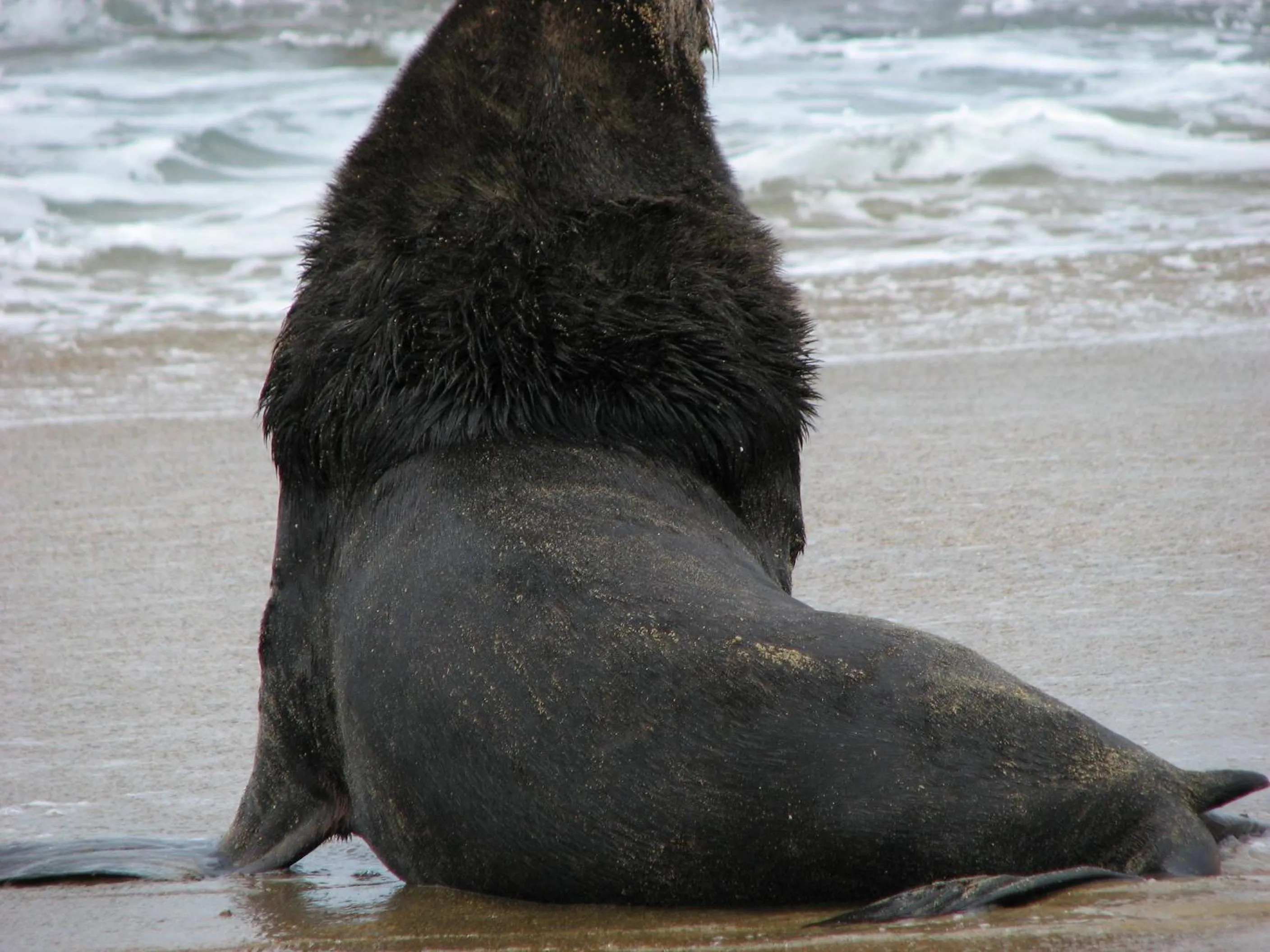 Beach in Owaka Lodge Motel