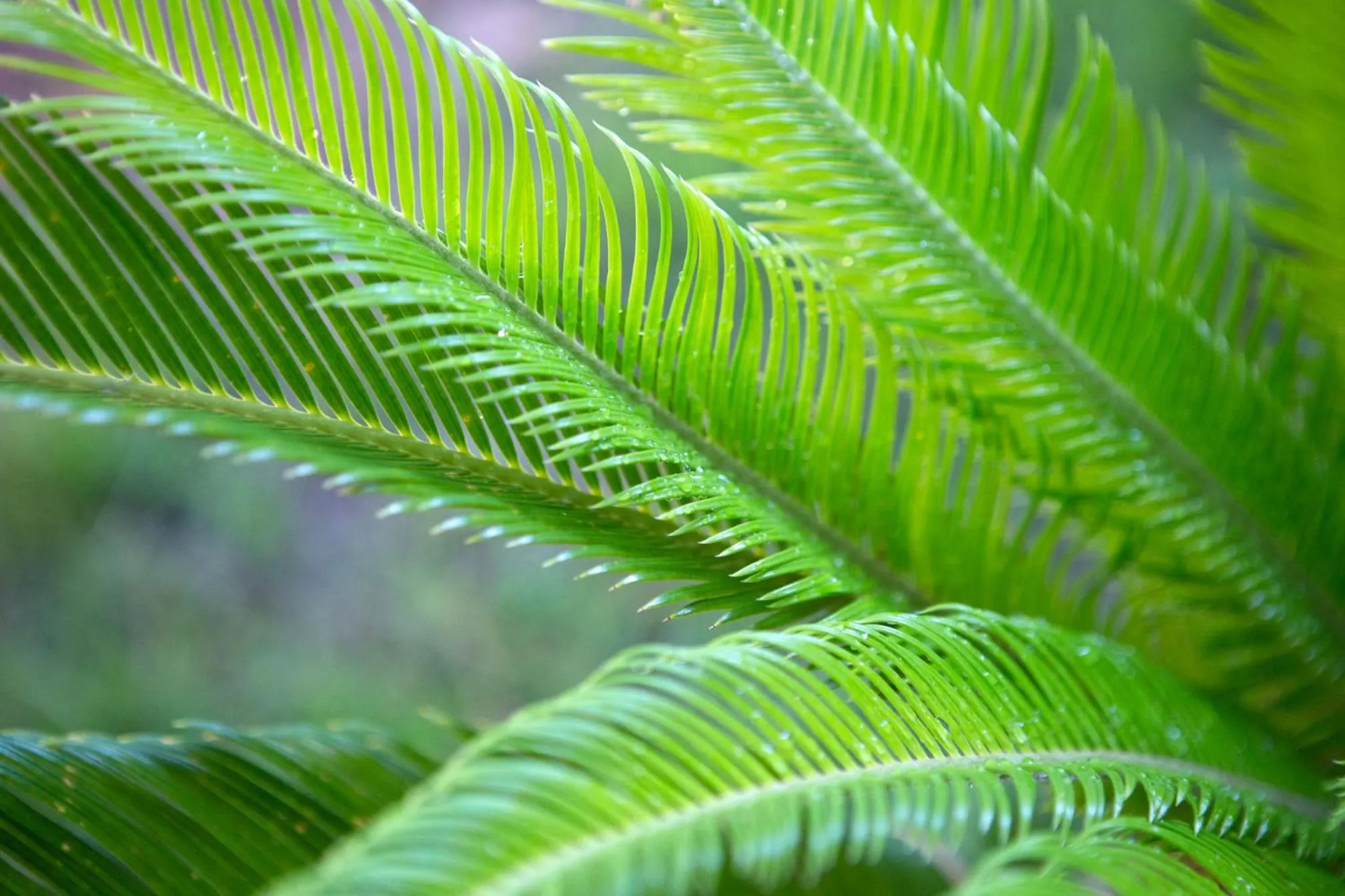 Garden in Harvey Suites Hotel & Residence