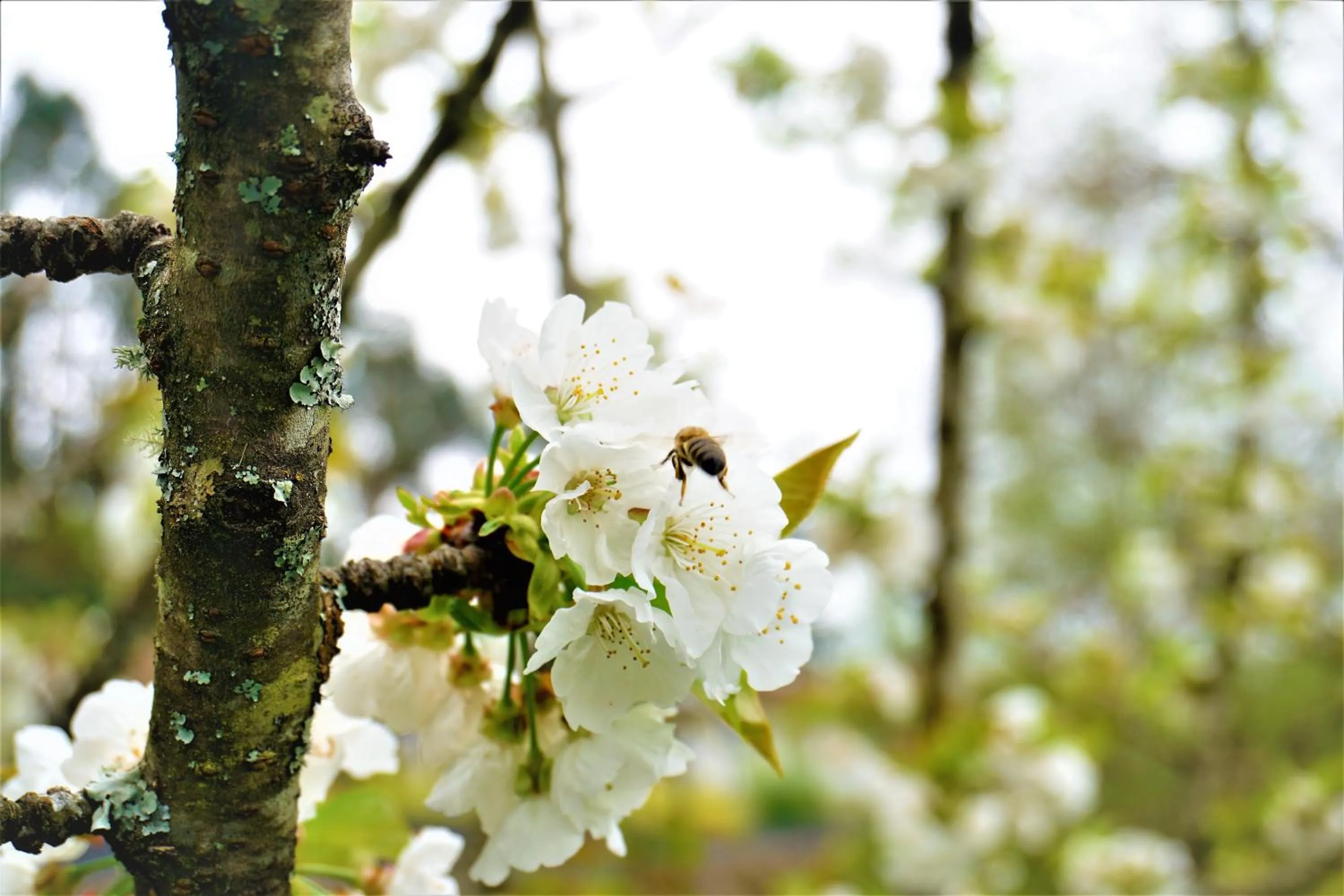 Garden in Quinta do Bento