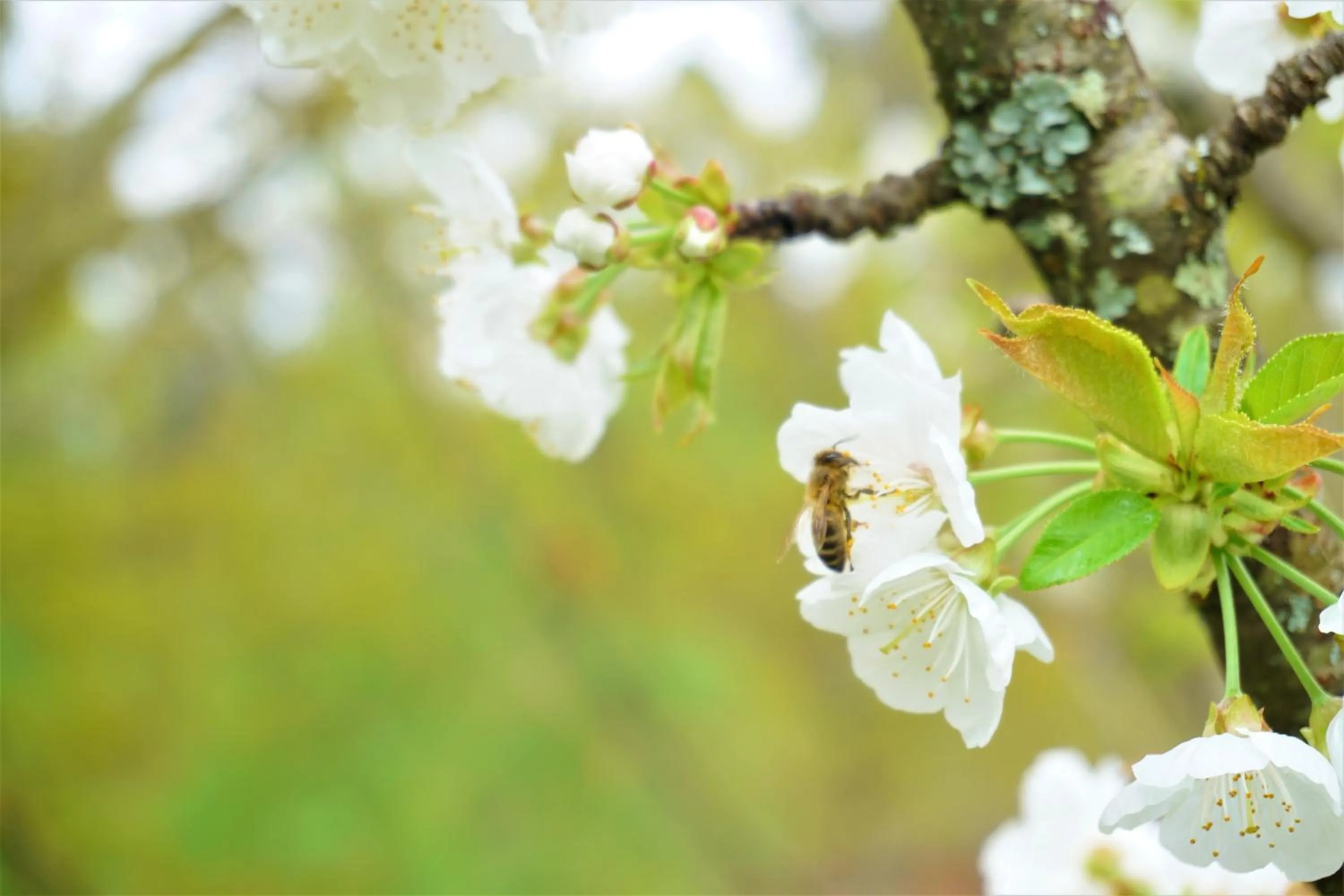 Spring in Quinta do Bento