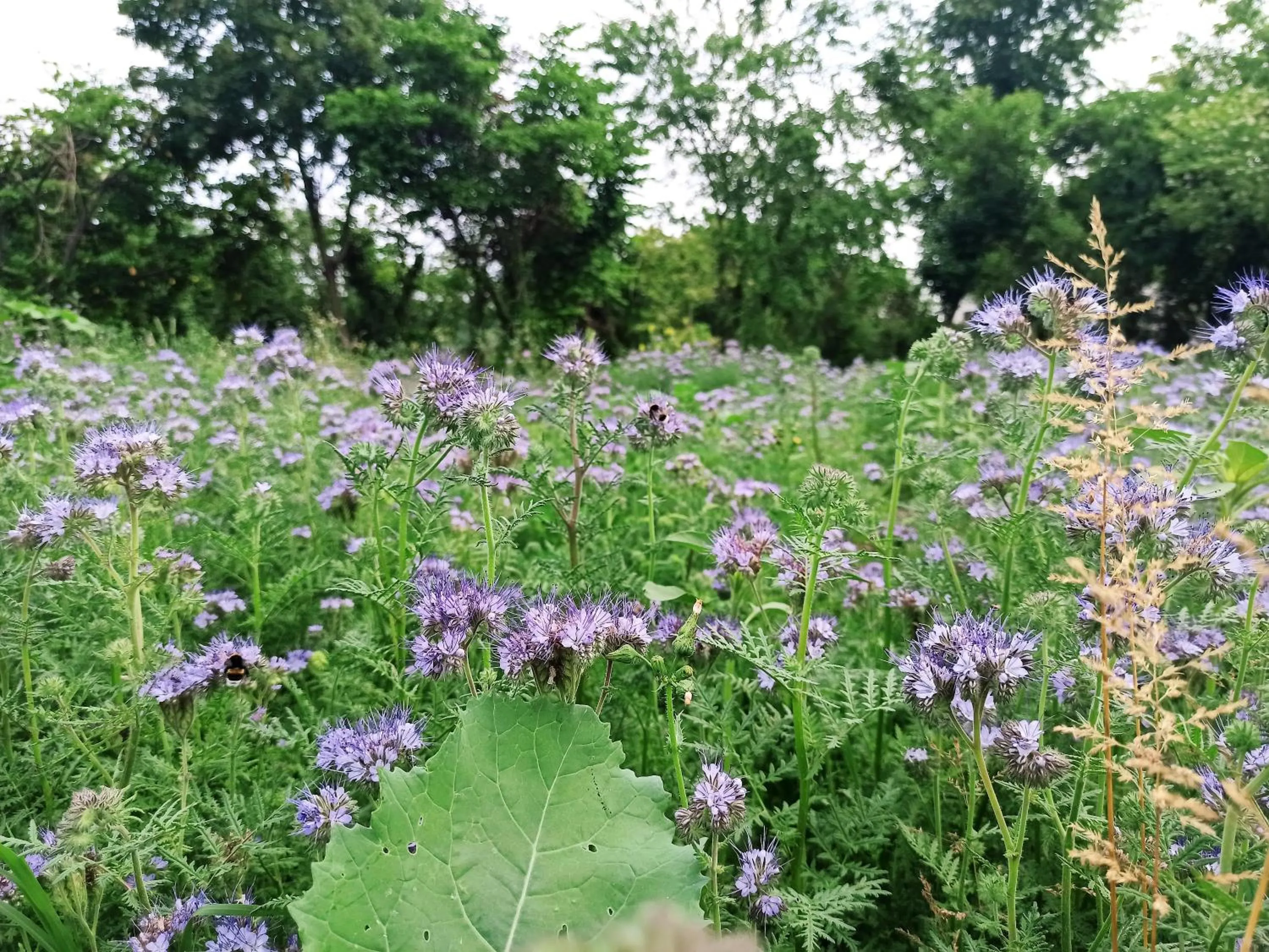 Garden in Country Hotel Al Gallo