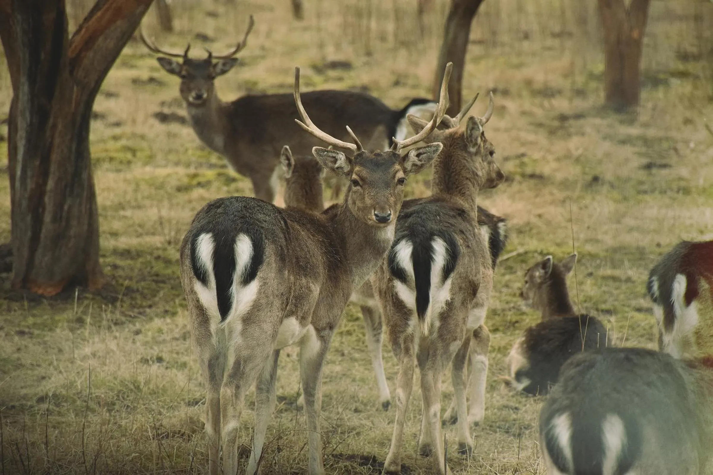 View (from property/room) in Bistrampolis Manor