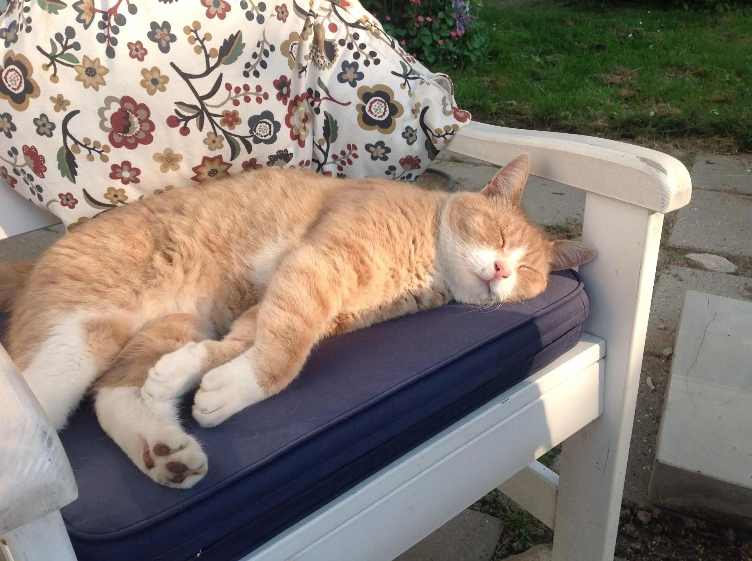 Pets in Vibes bed&breakfast