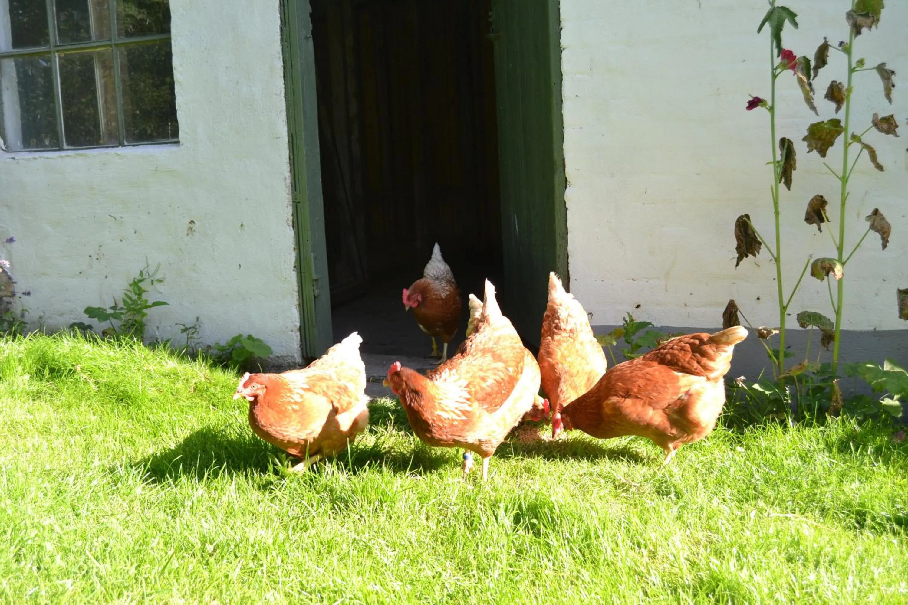 Pets in Vibes bed&breakfast