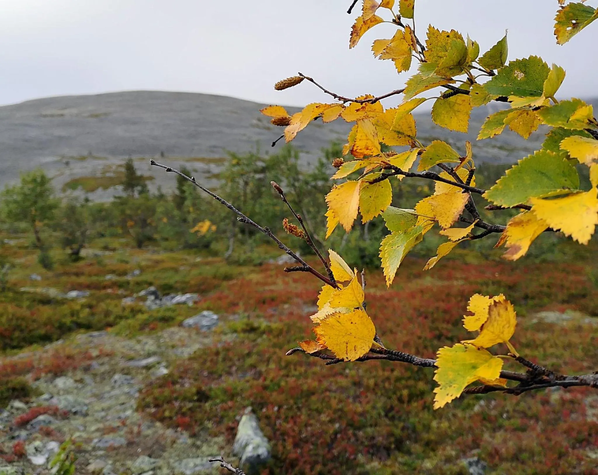Natural landscape in Hotel Seita